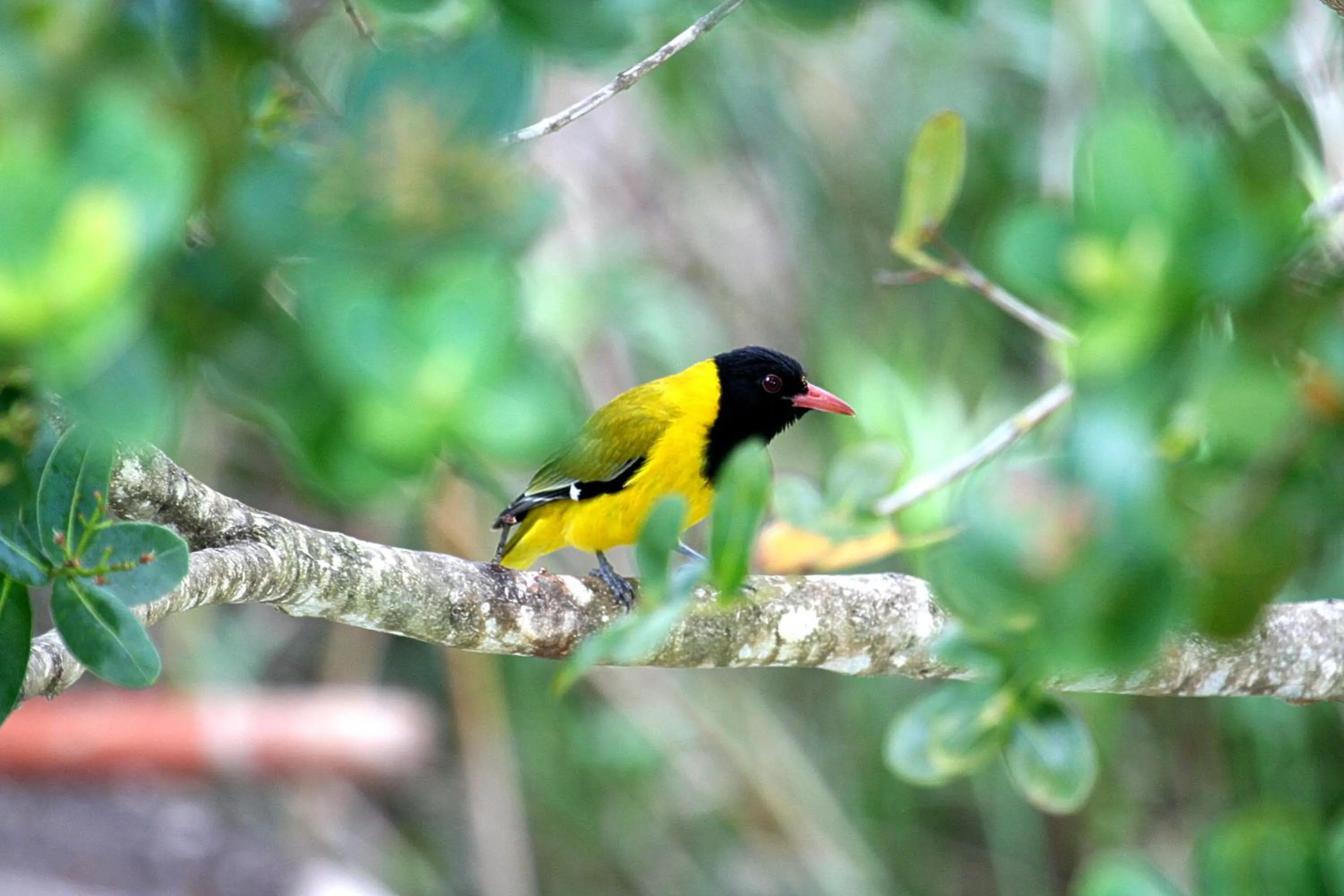 On site in Serendipity Country House & Restaurant