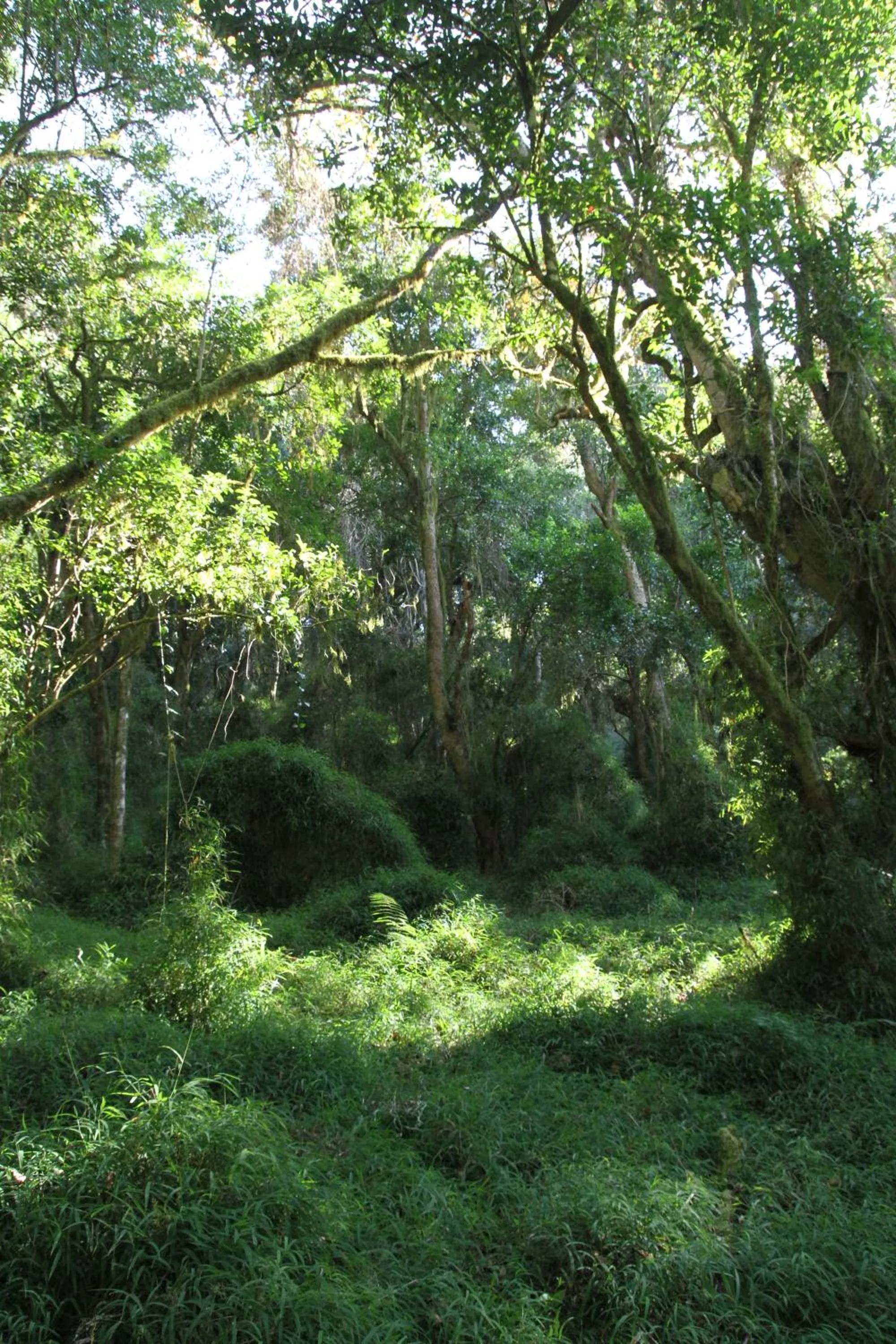 Natural landscape in Stanford Lake lodge