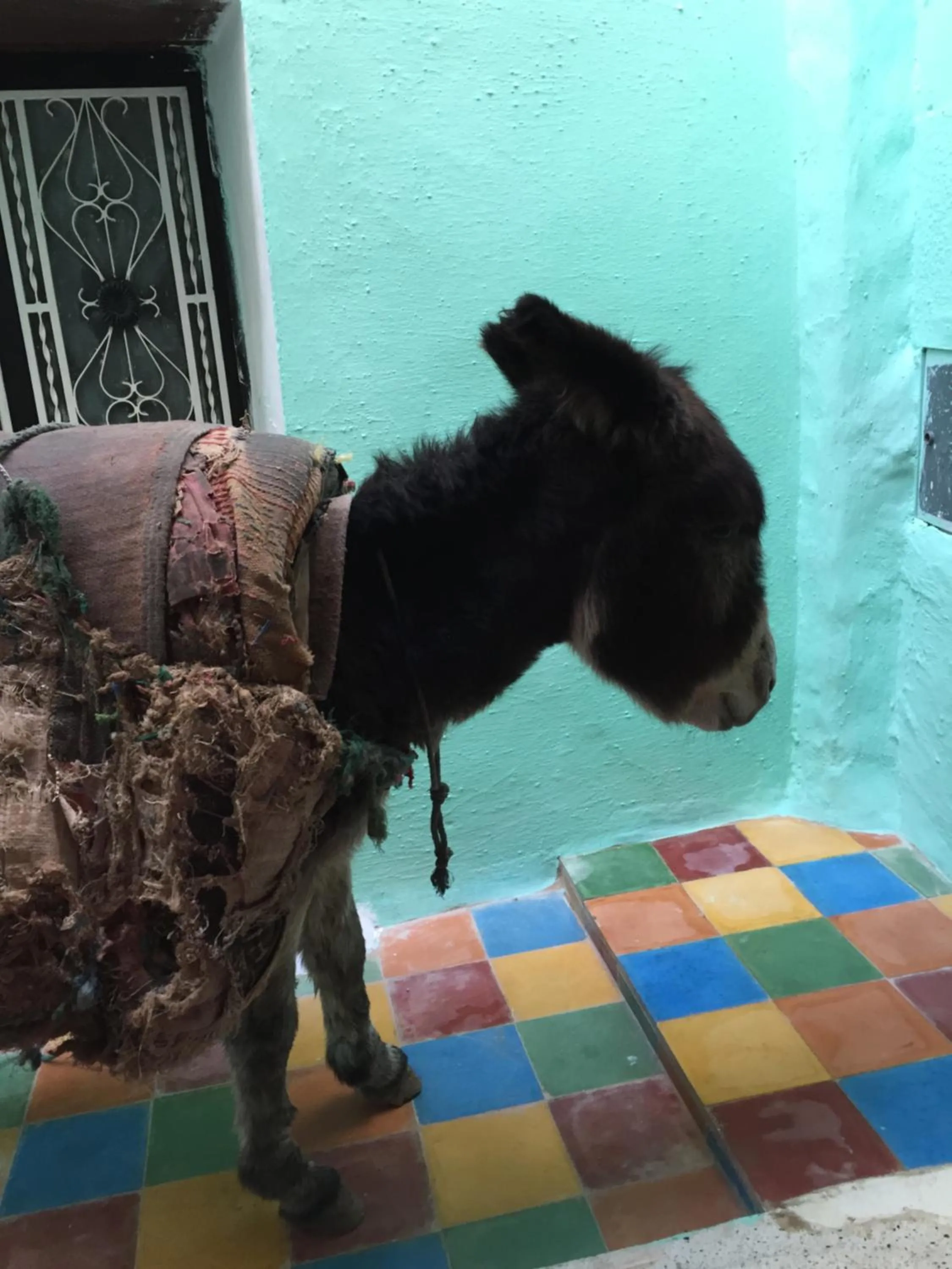Facade/entrance in Dar Zerhoune