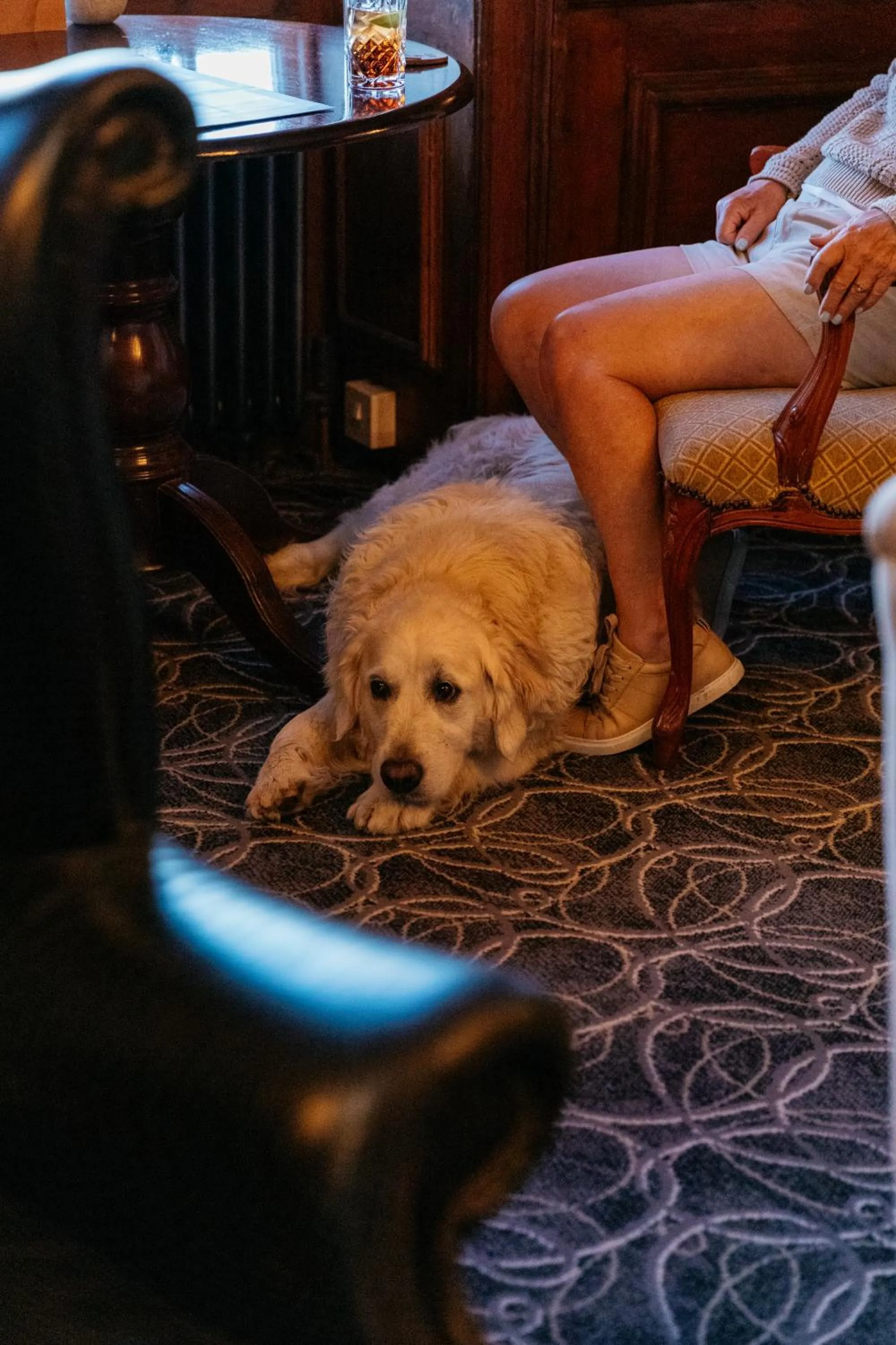 Pets in The Royal Hotel