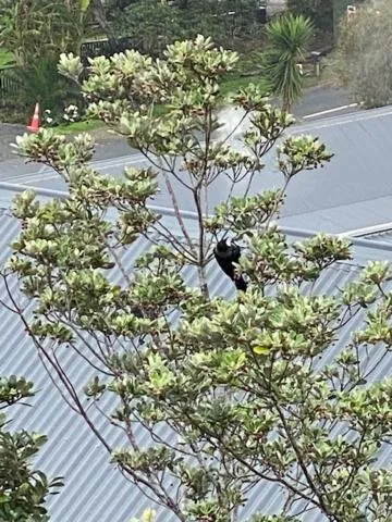 Bird's eye view in Bellrock Lodge