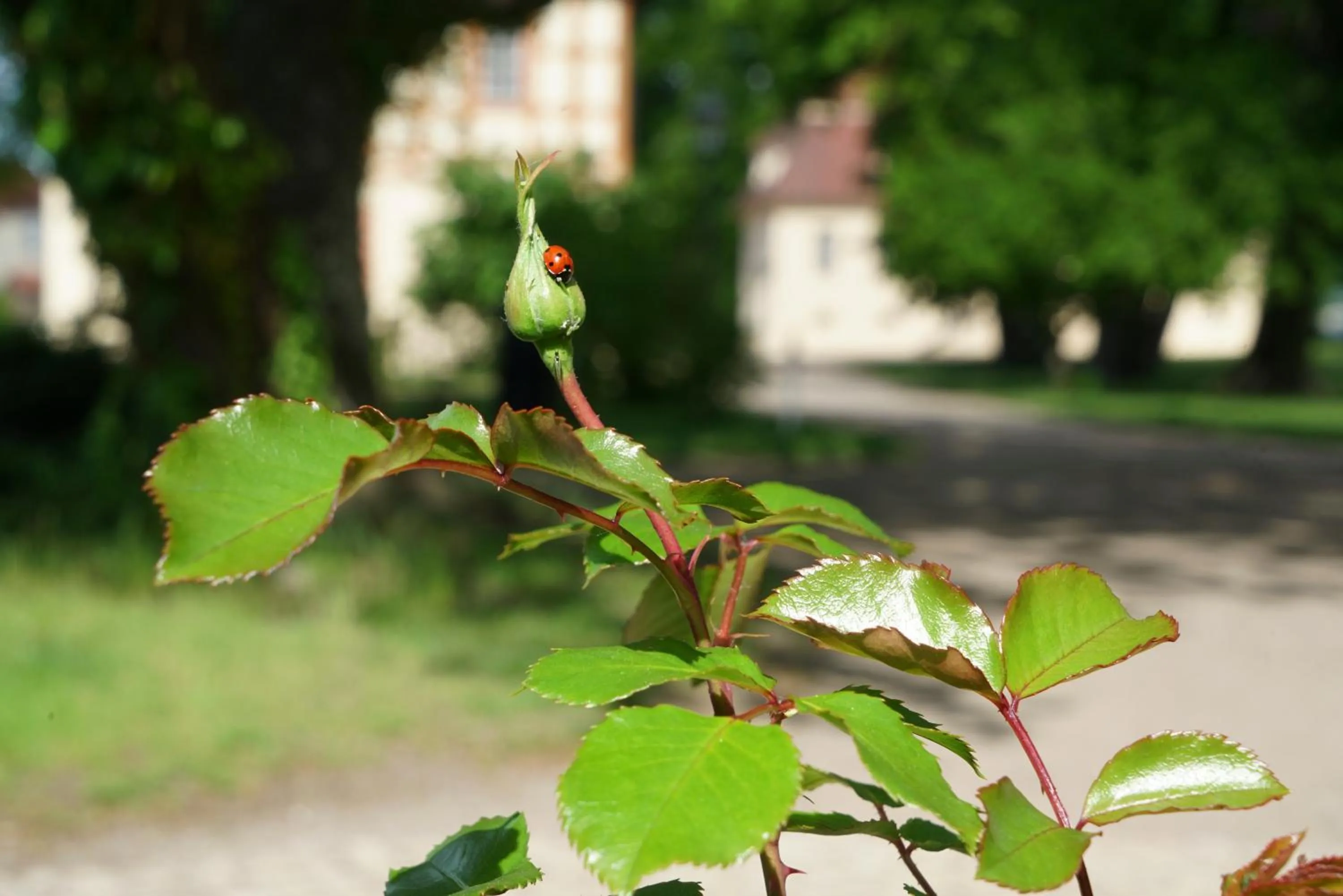 Property building in Urlaubsresidenz Marstall und Kanzlei im Schlossensemble