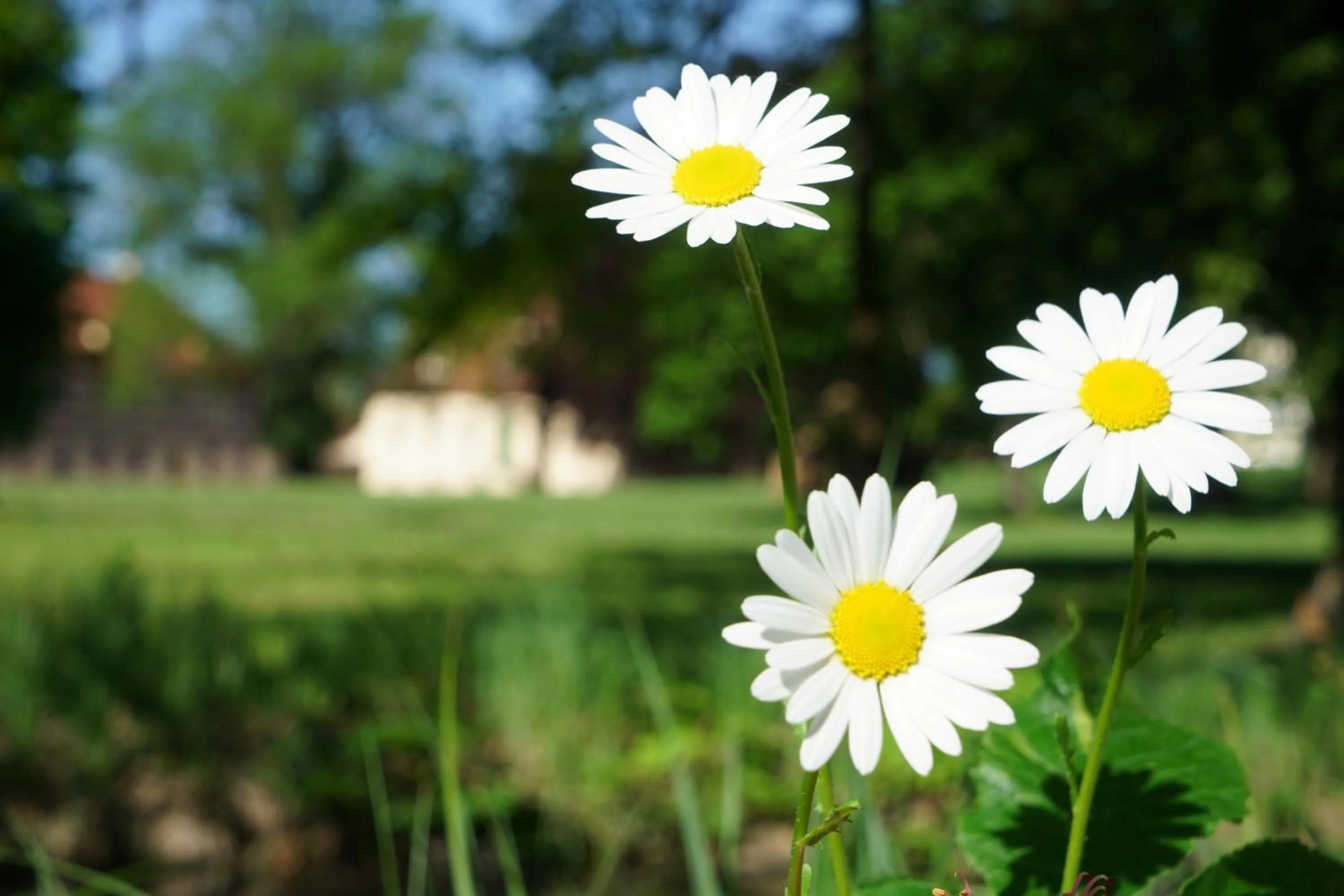 Property building in Urlaubsresidenz Marstall und Kanzlei im Schlossensemble