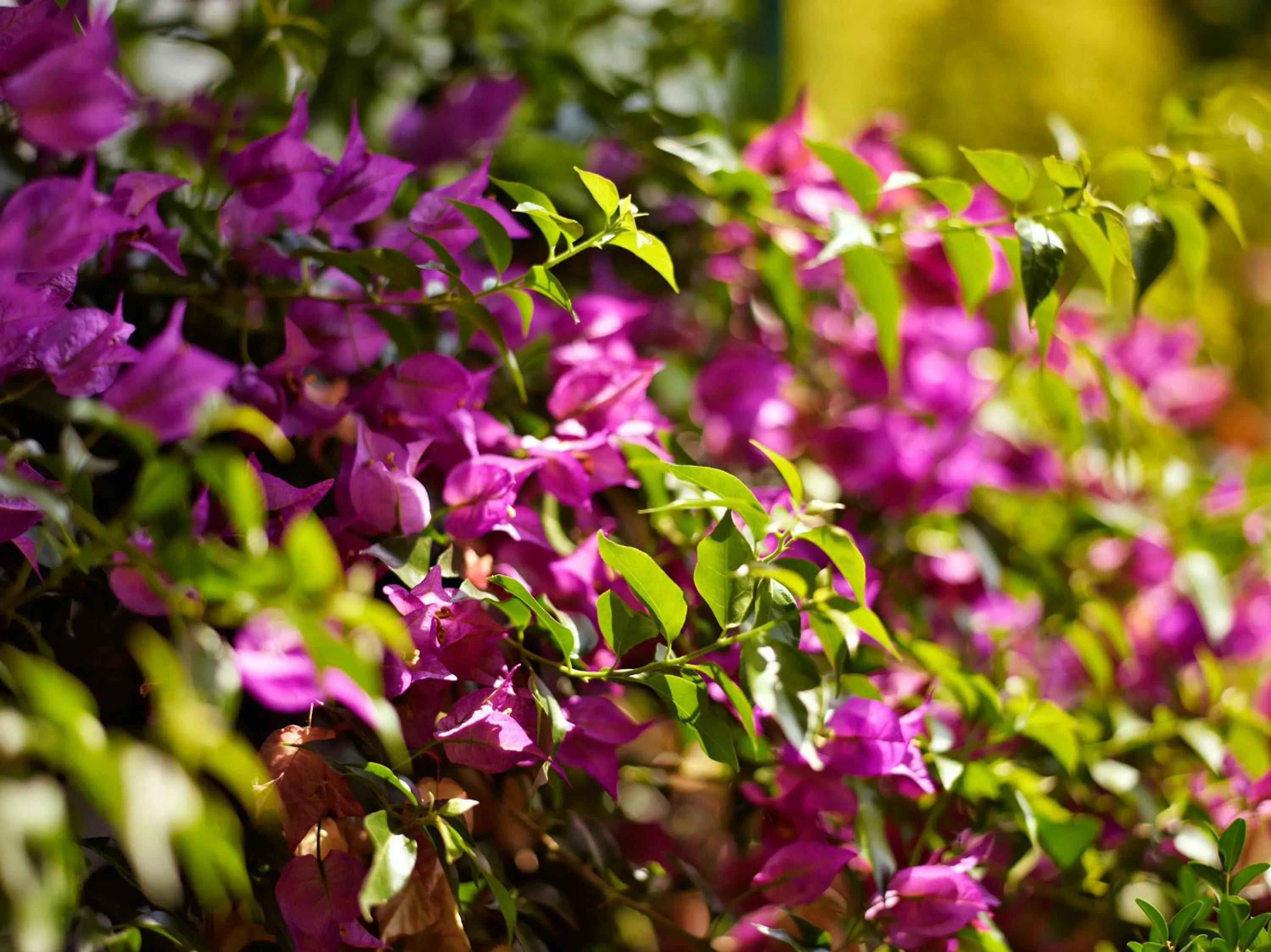 Spring in Hotel Ibarra Zalla