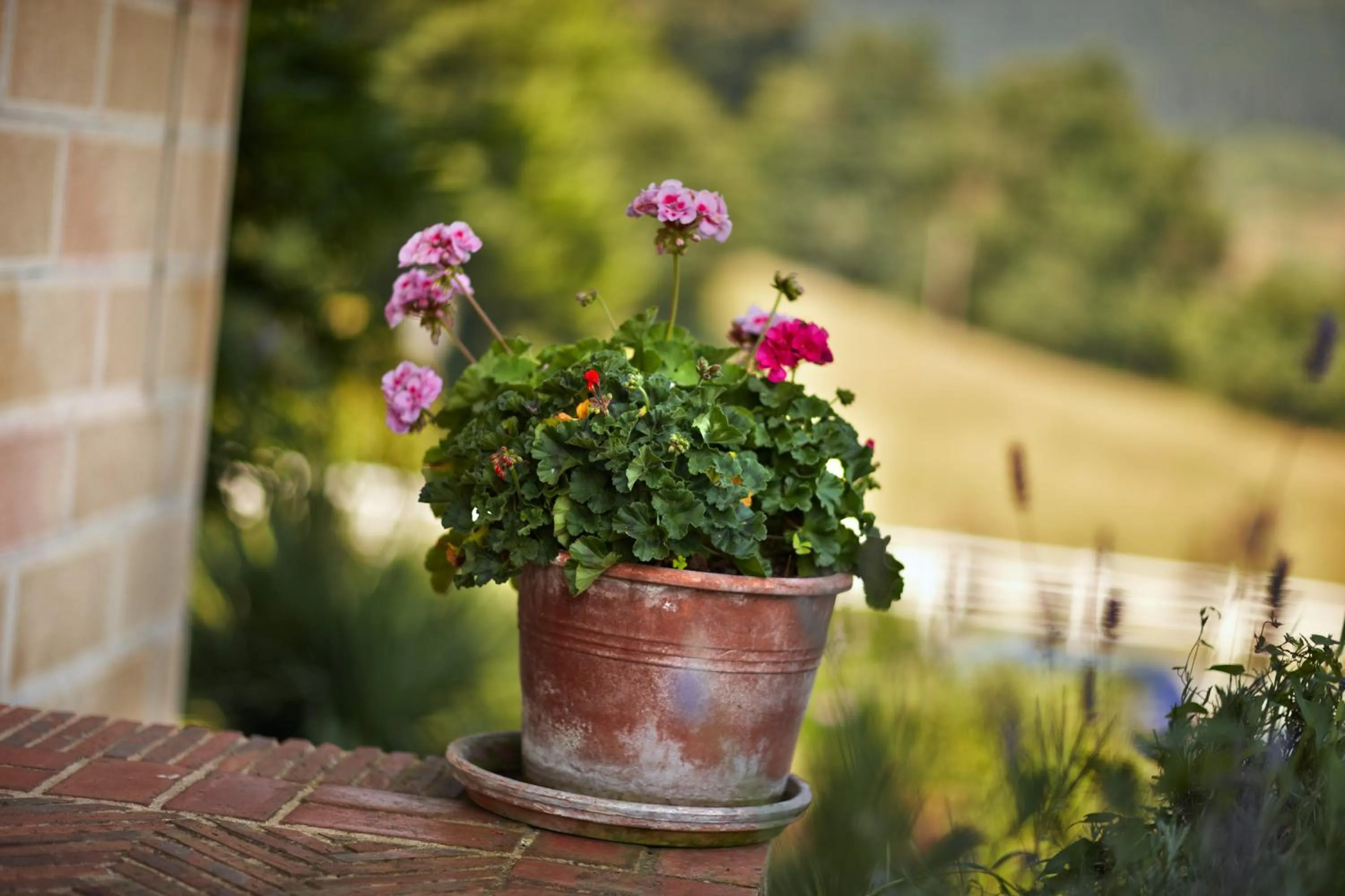 Garden in Hotel Ibarra Zalla