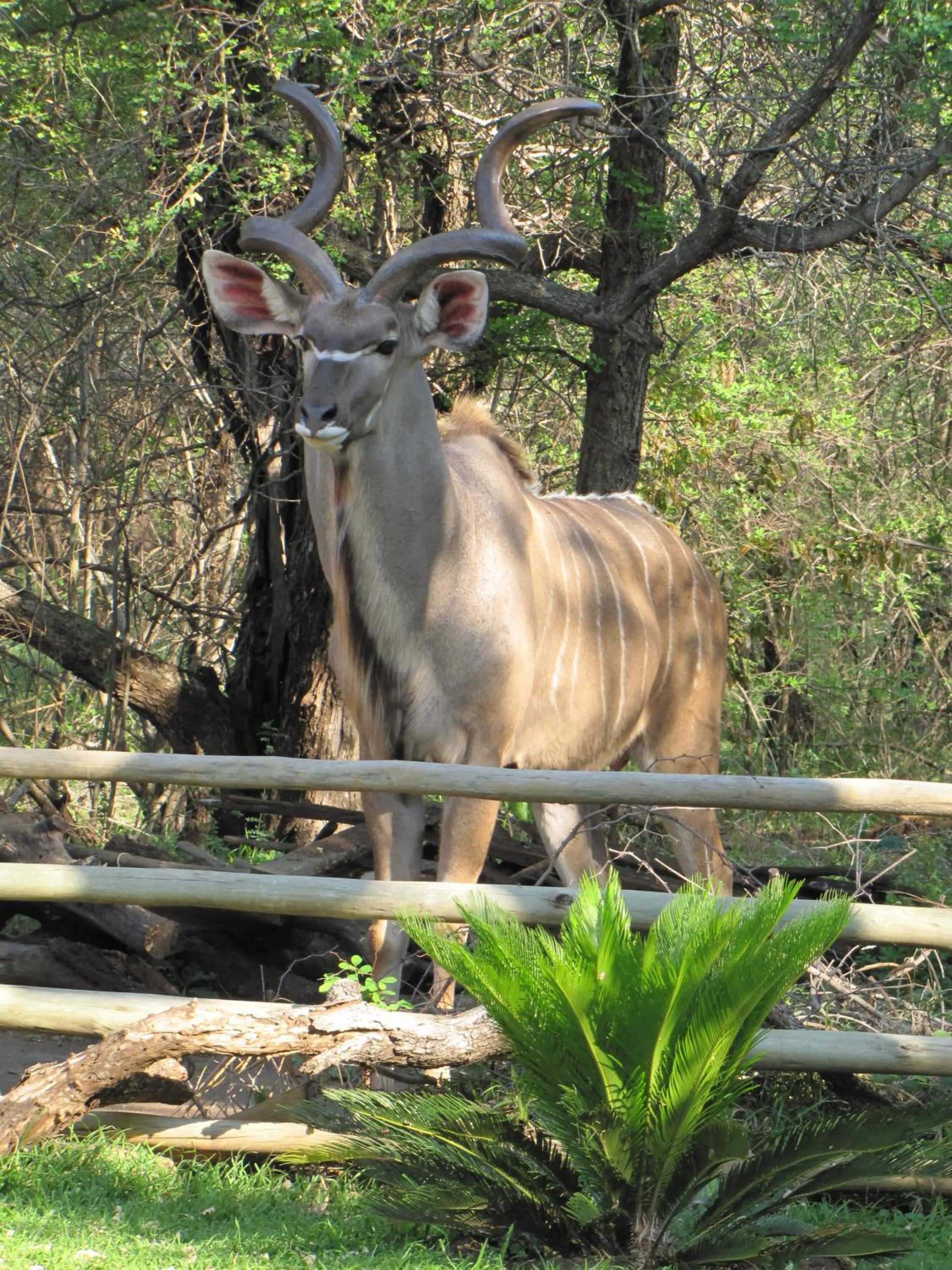 Animals in SERENITY Du Bois Lodge