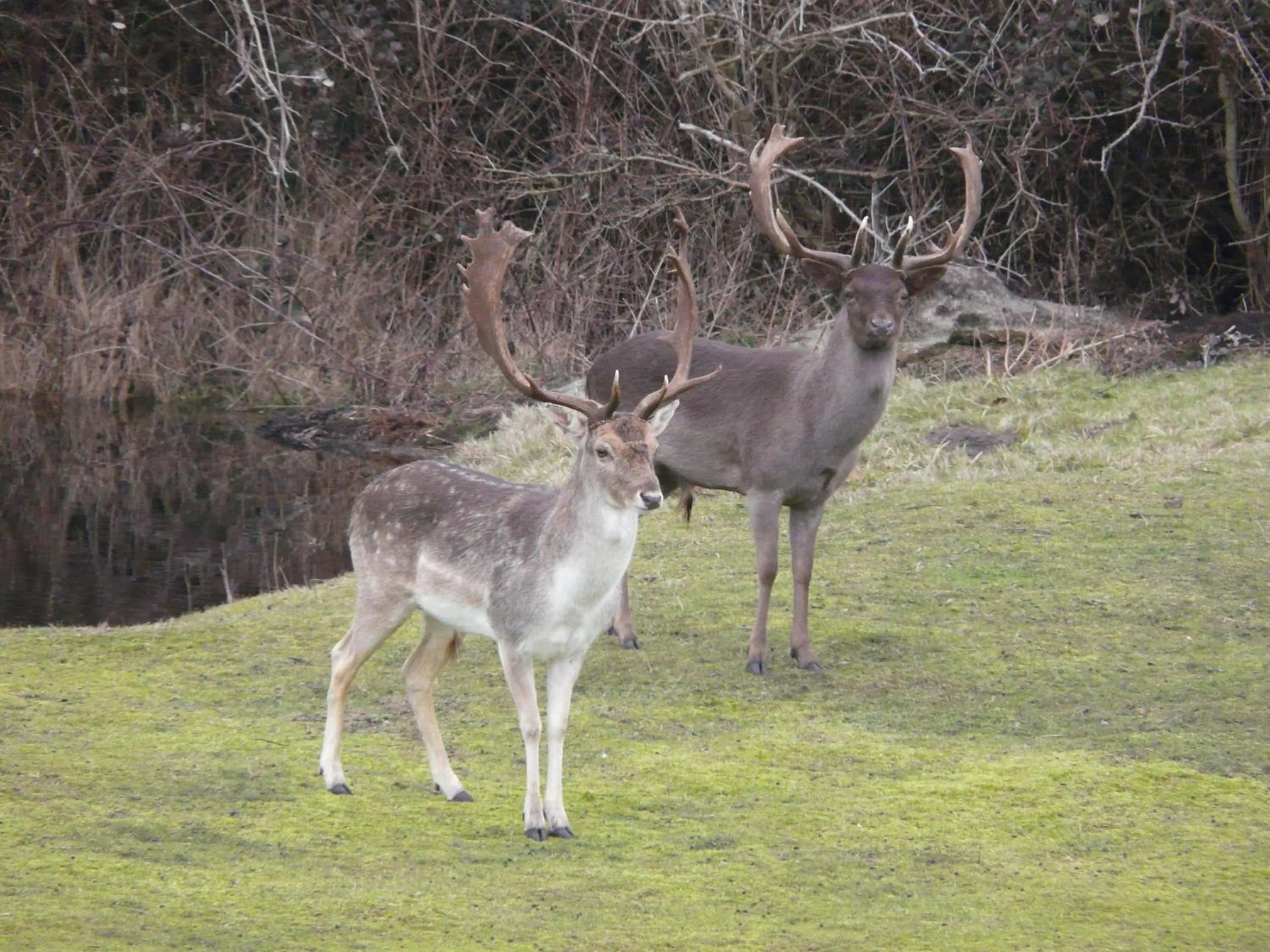 Bed & Breakfast Zeeduinsepoort met Sauna
