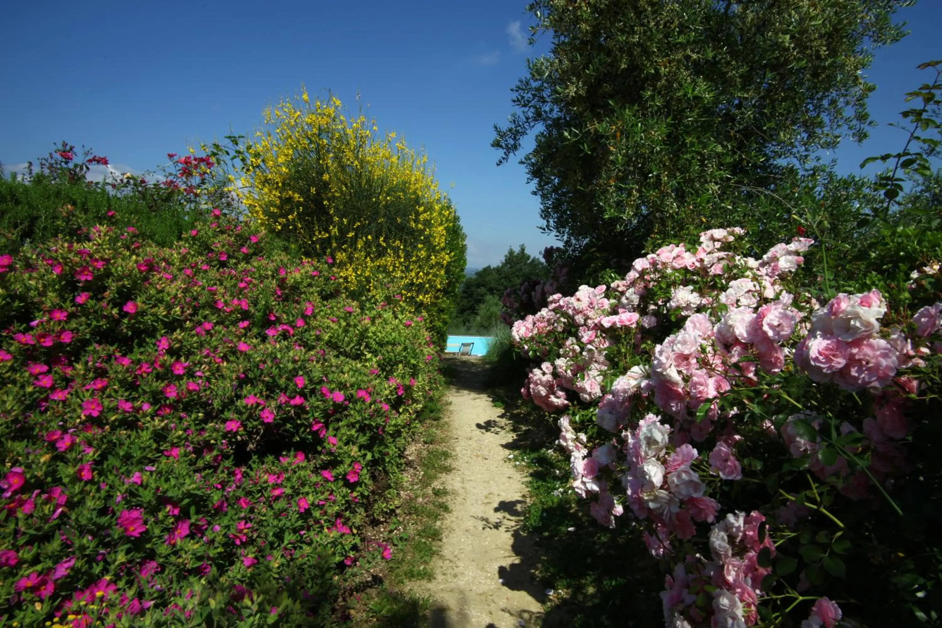 Spring in Podere Il Pino