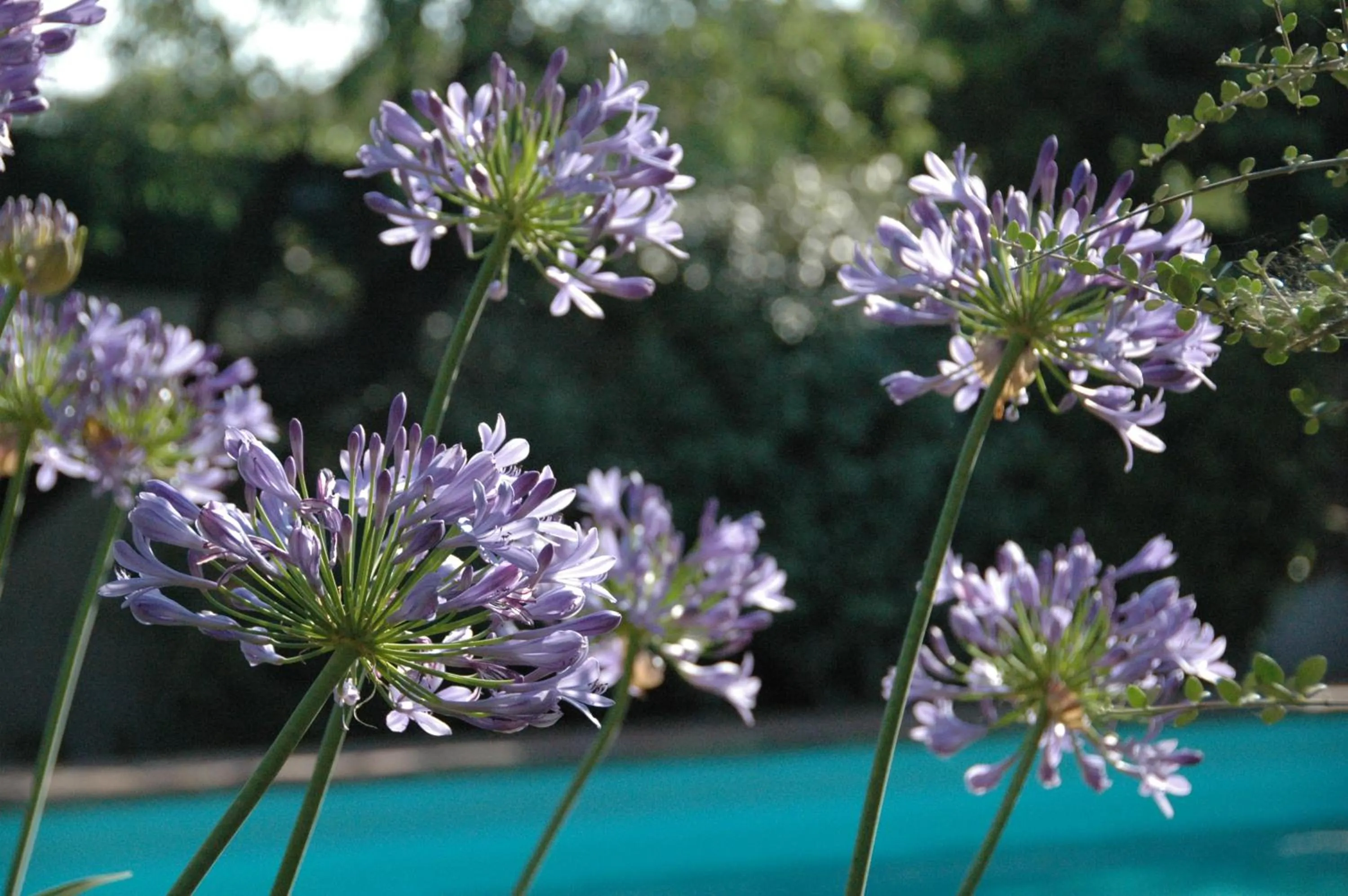 Garden in Le Vieux Logis Chambres d'Hôtes