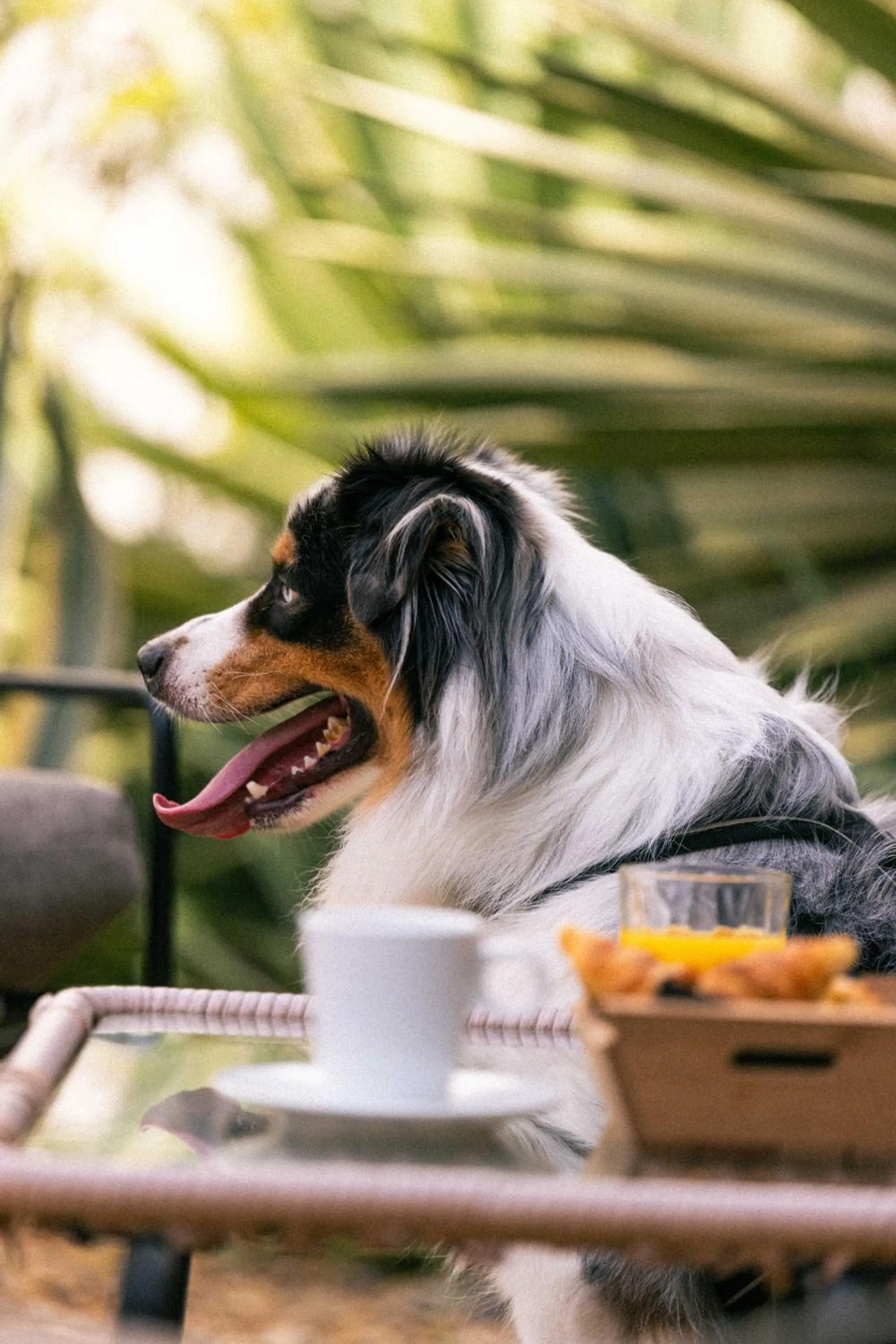 Pets in Hotel Verlaine