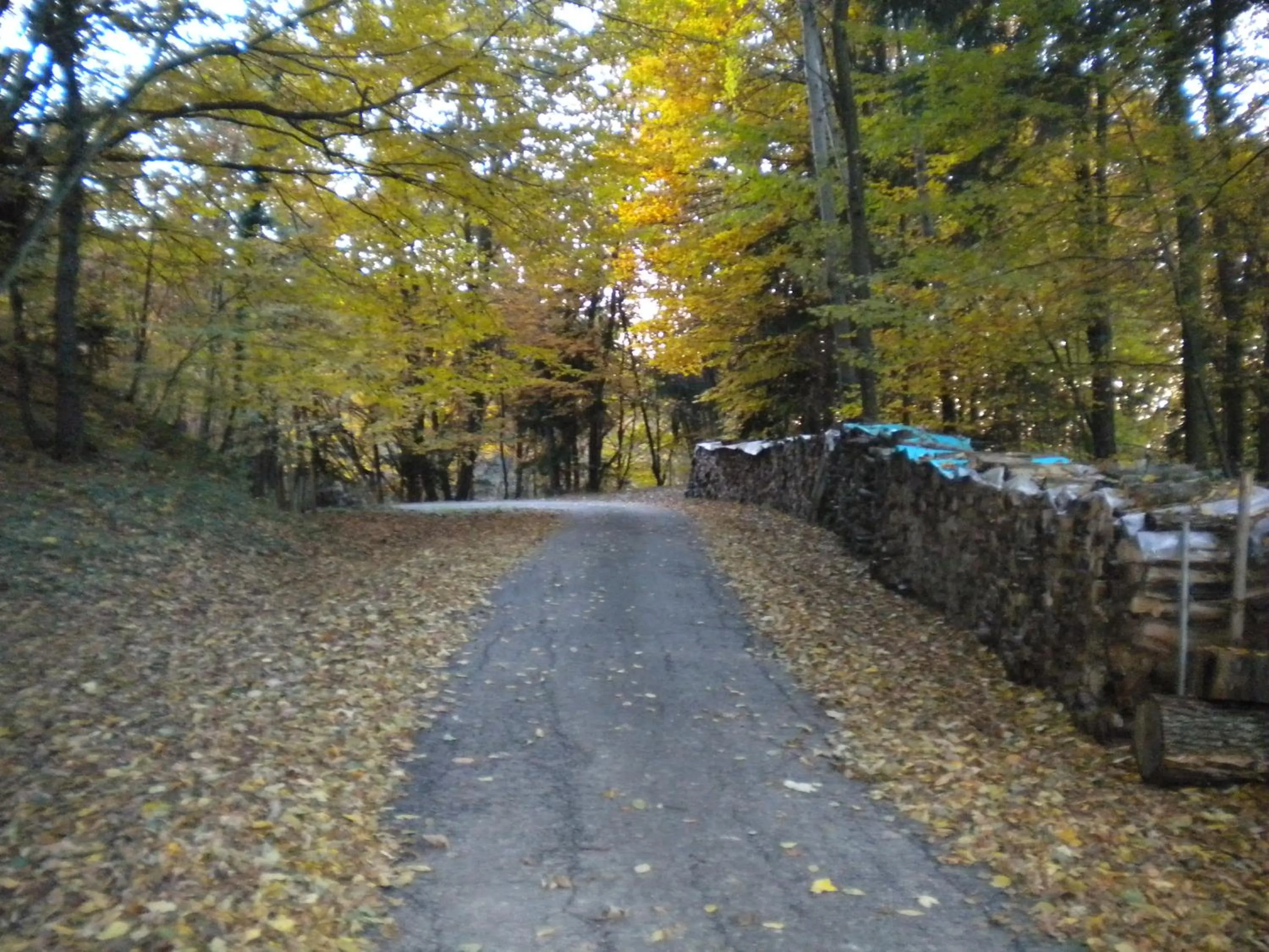 Buchschneider - Ferienhaus Maier - Landhof