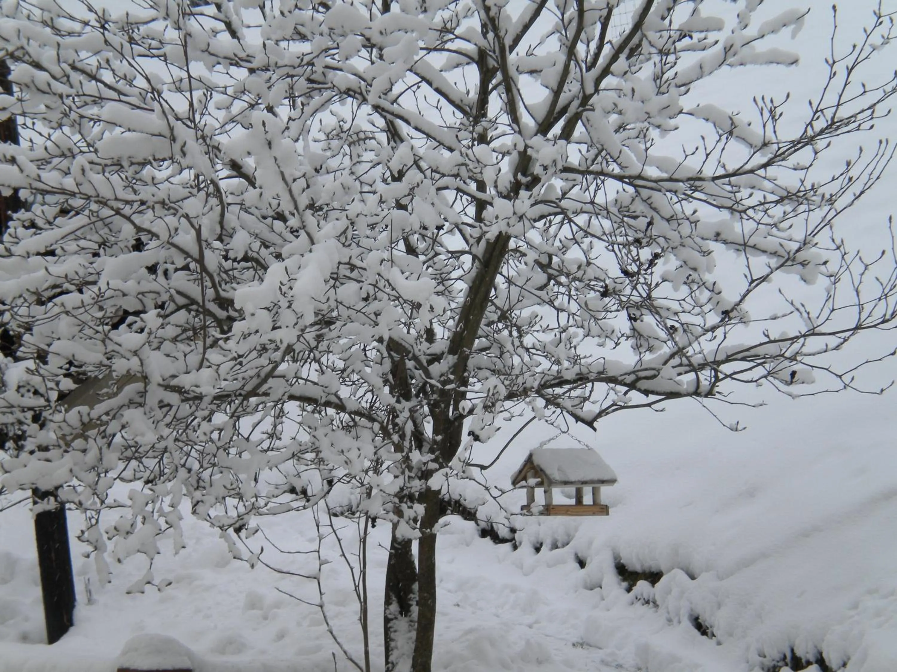 Buchschneider - Ferienhaus Maier - Landhof