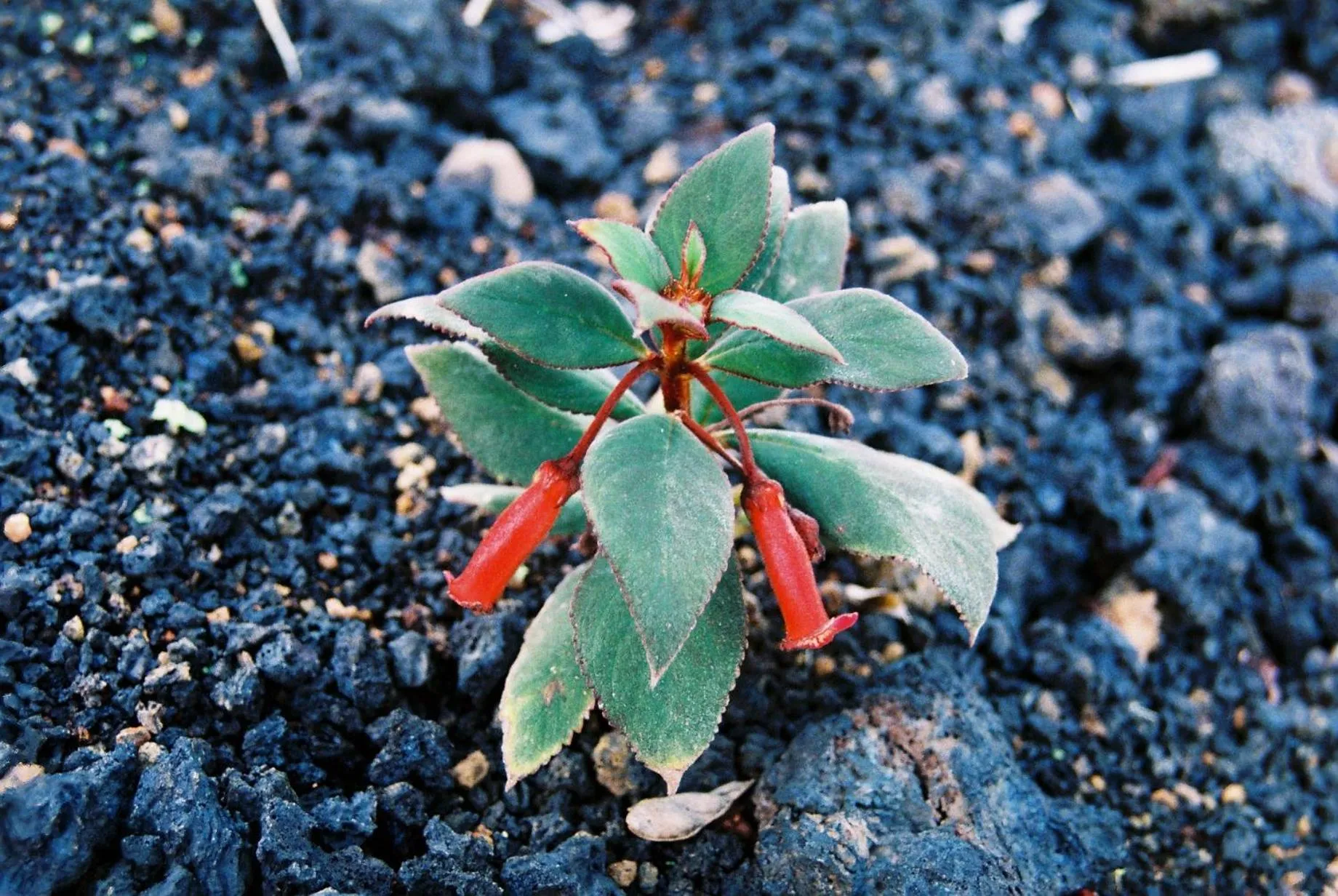 Garden in Pico Dreams