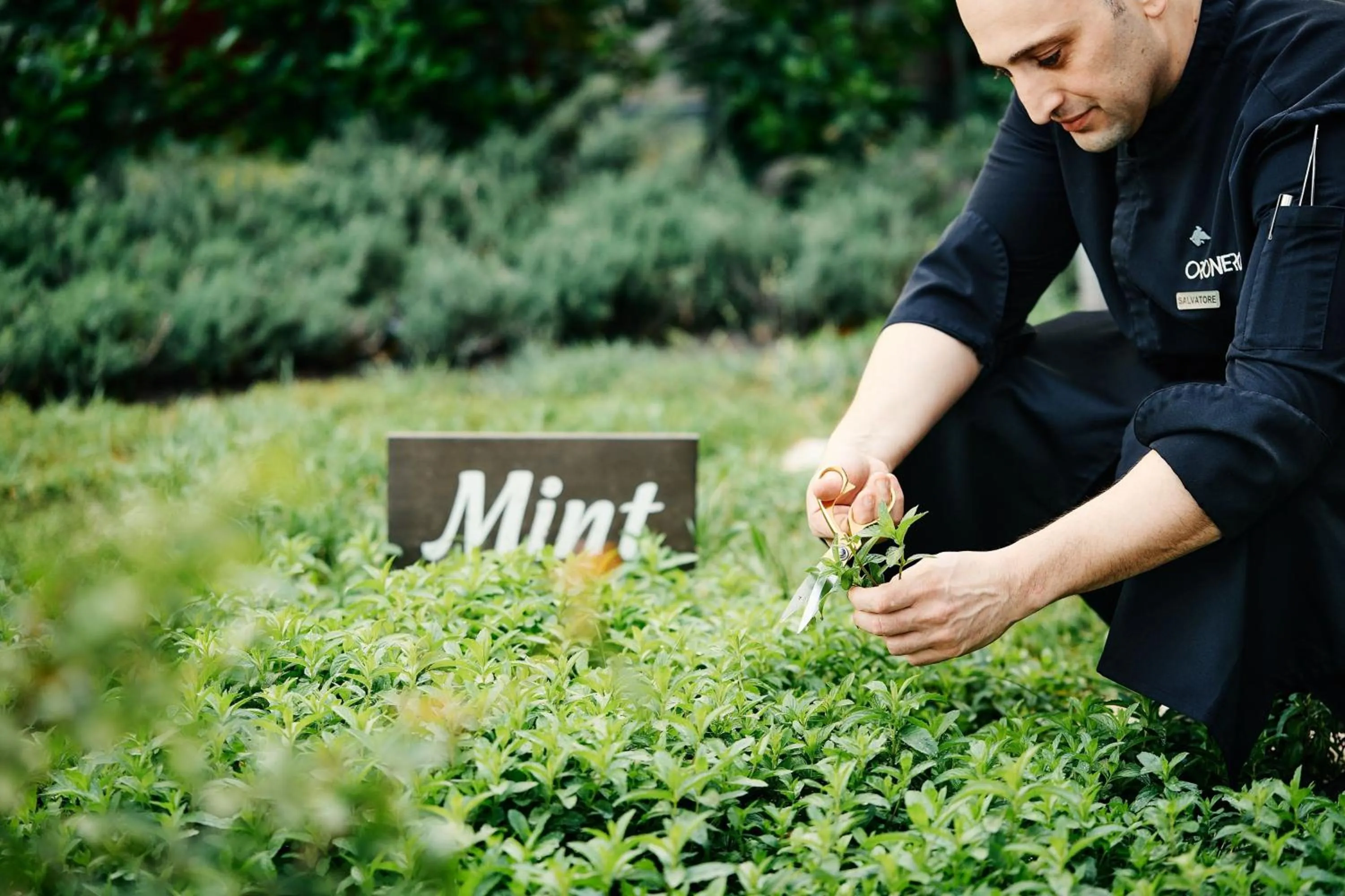 Restaurant/places to eat in JW Marriott Absheron Baku Hotel