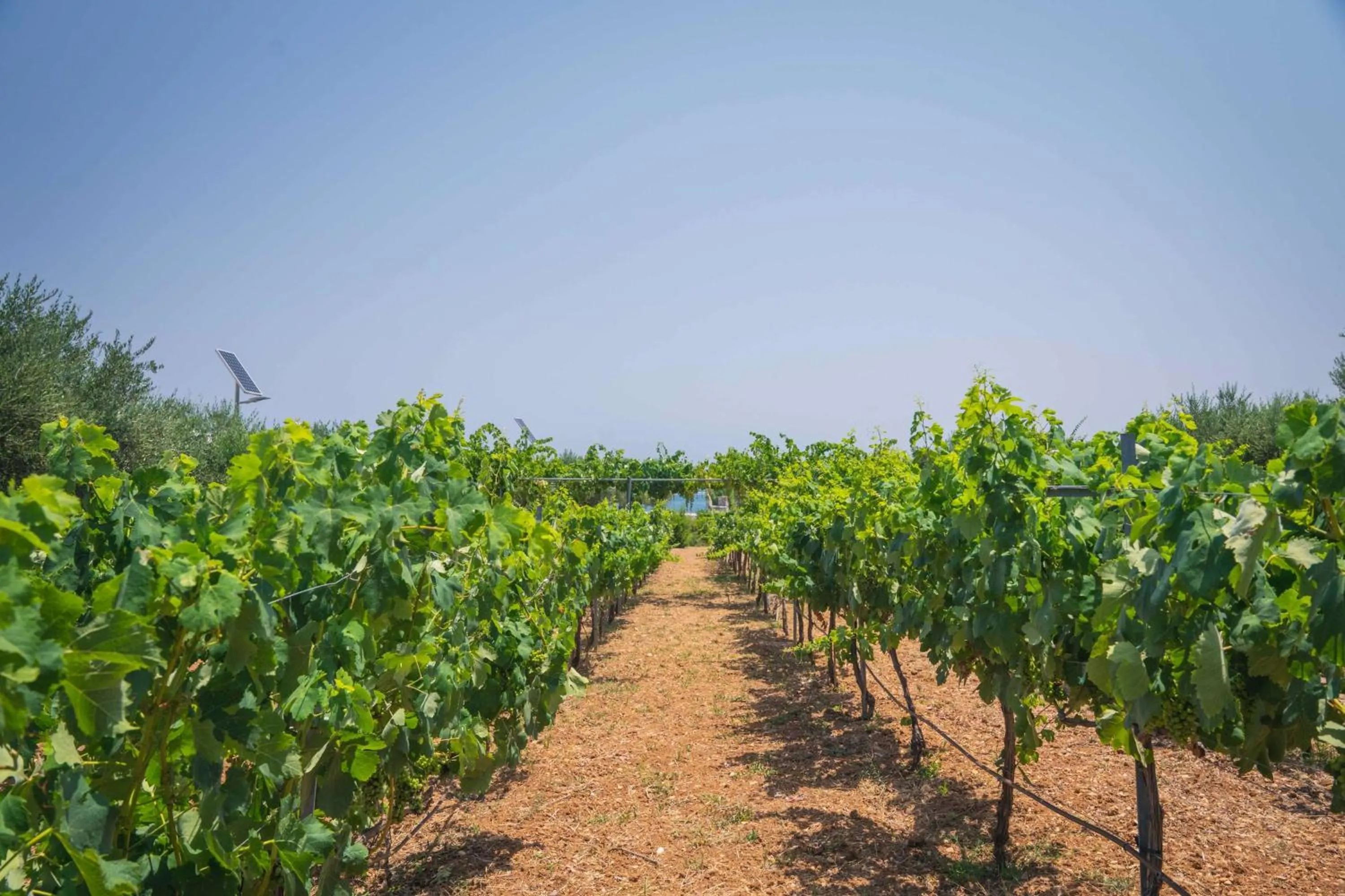 Garden in Creta Maris Resort