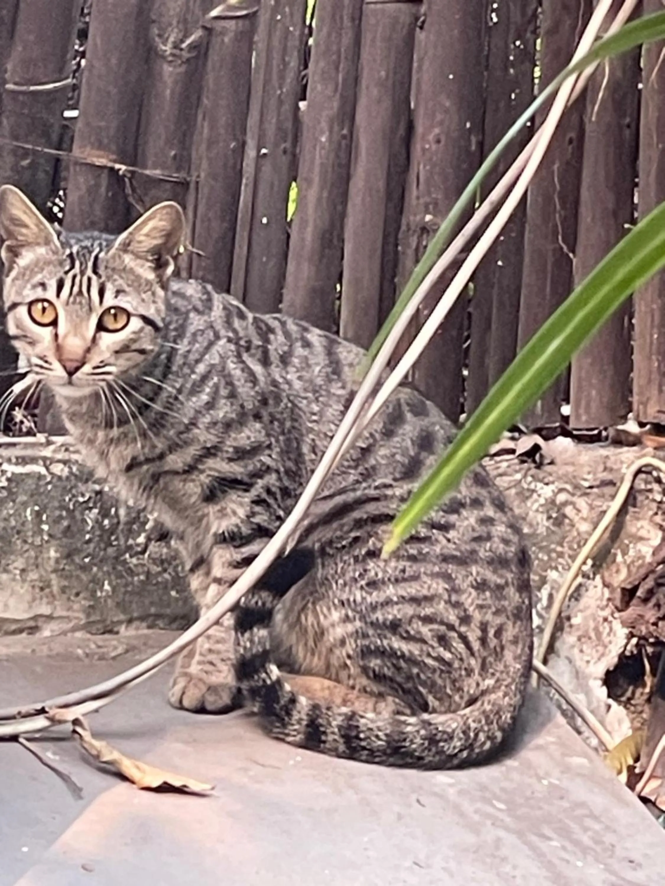 Pets in The Stay Inn New Delhi