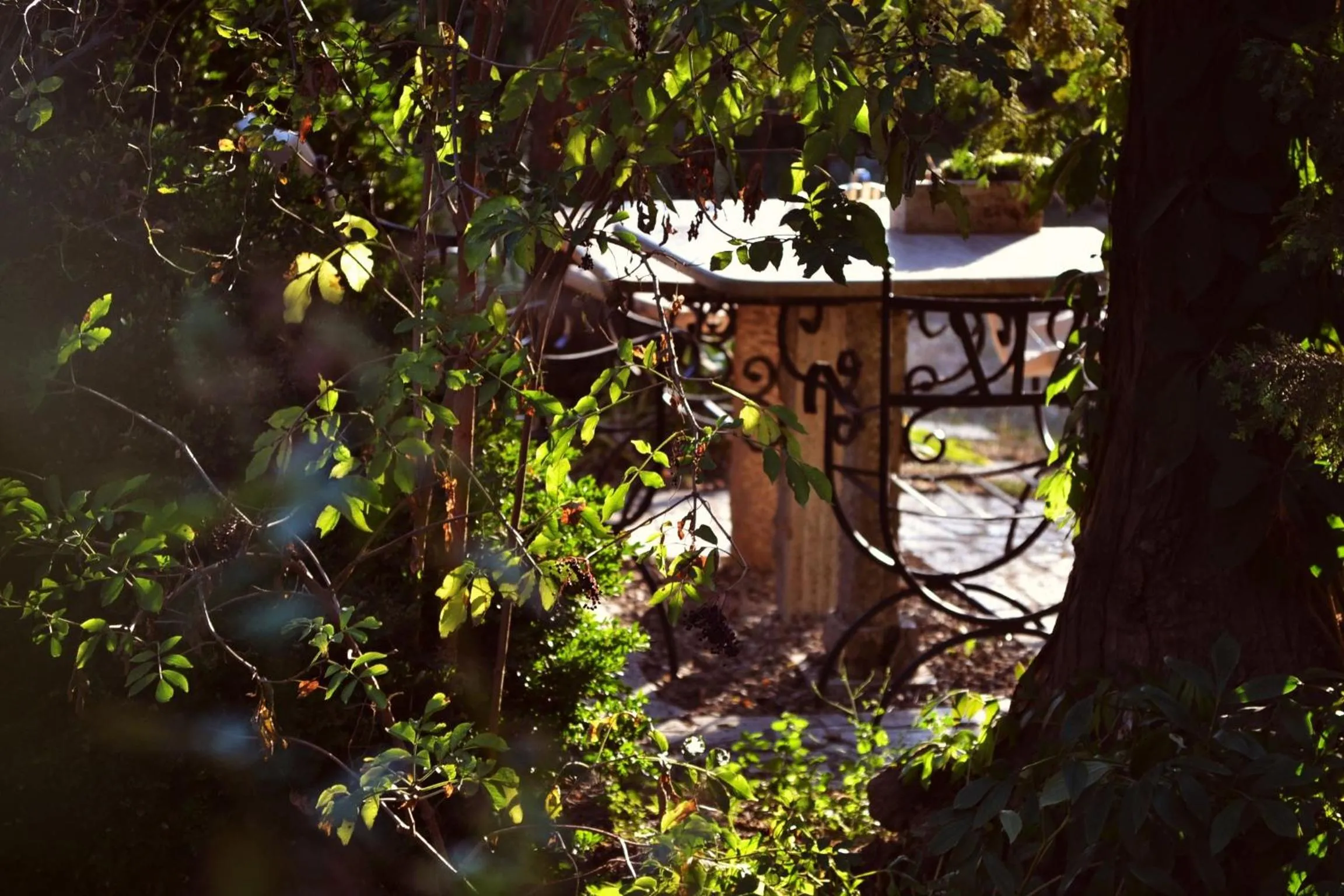 Garden in Villa Castelul Maria