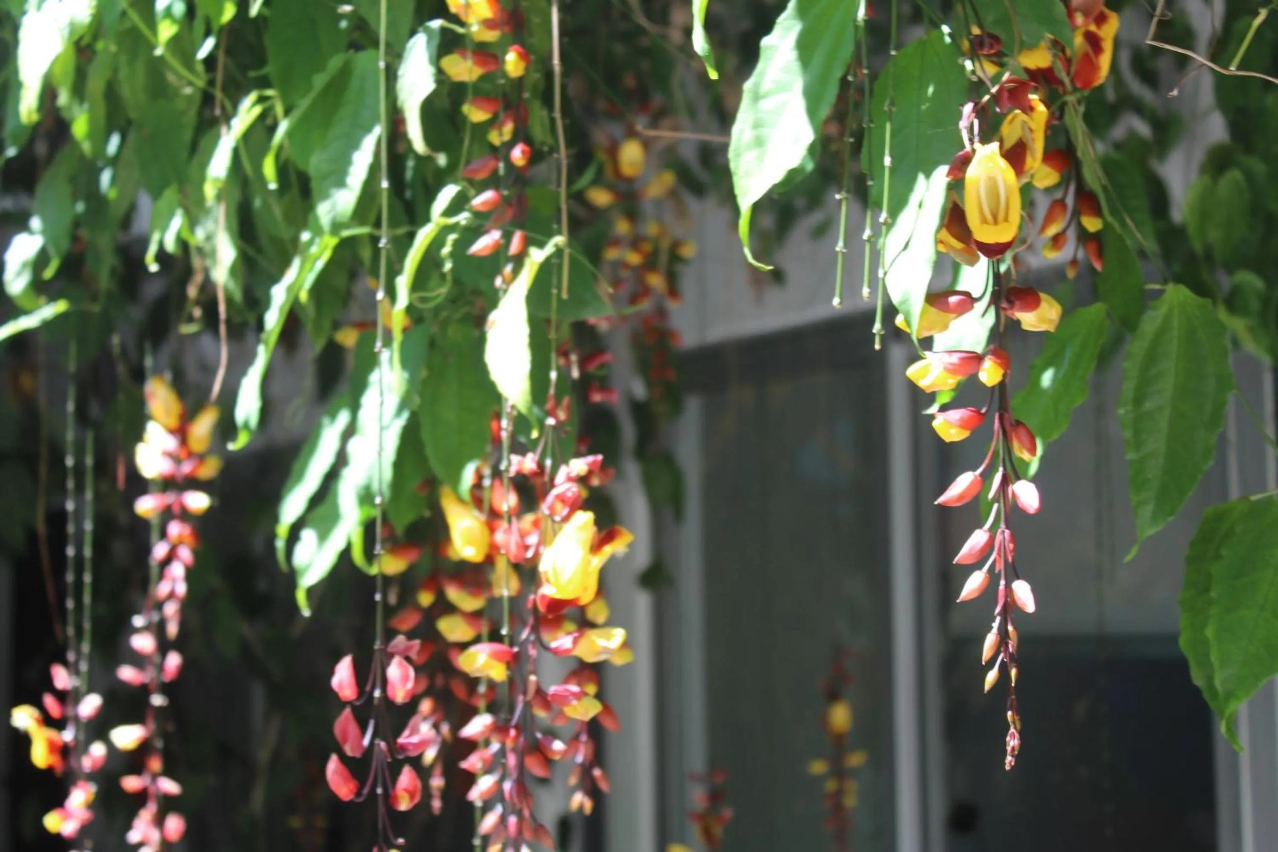 Cando Living Apartments in Central Avenue