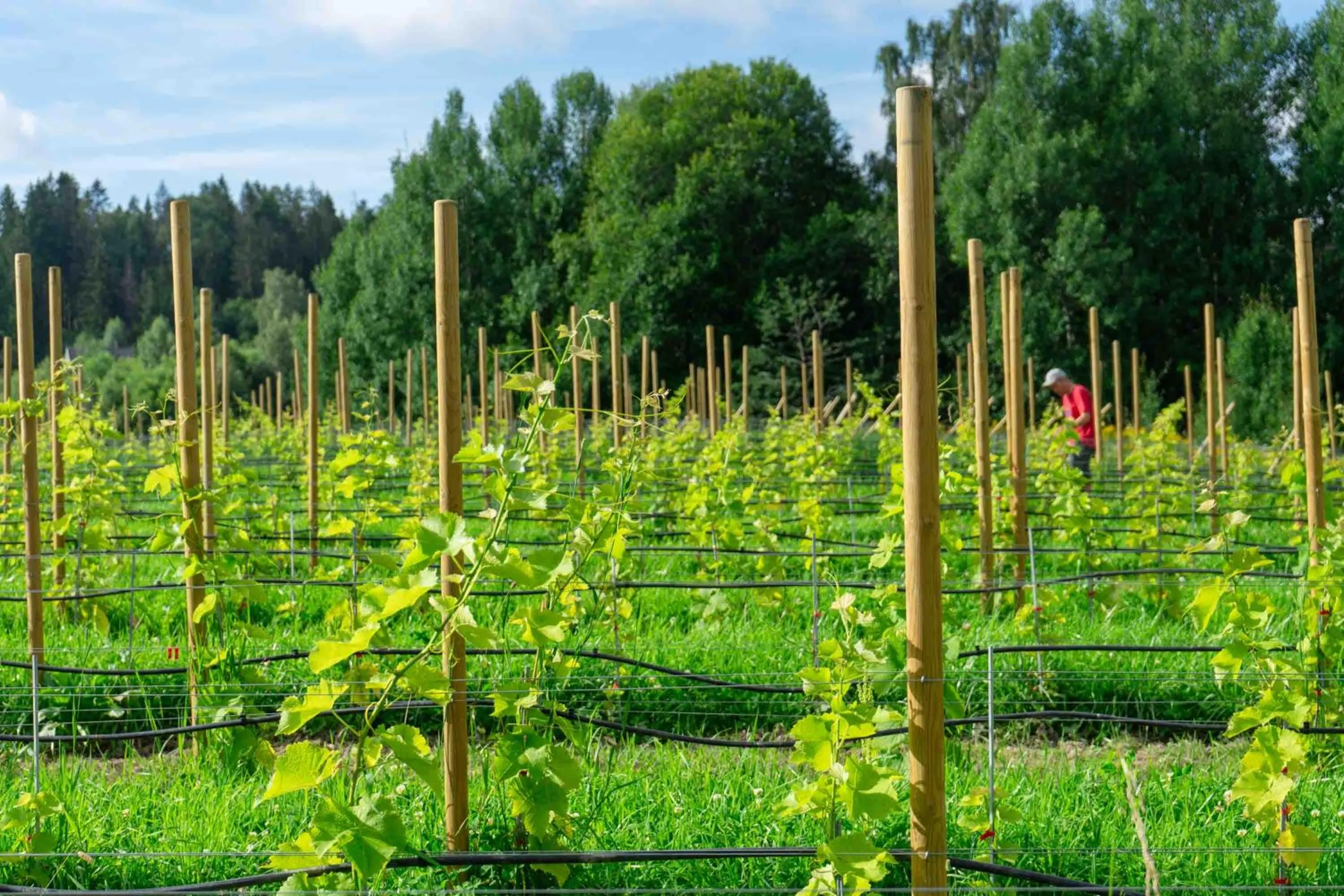 Spring in Thorbjørnrud Hotell