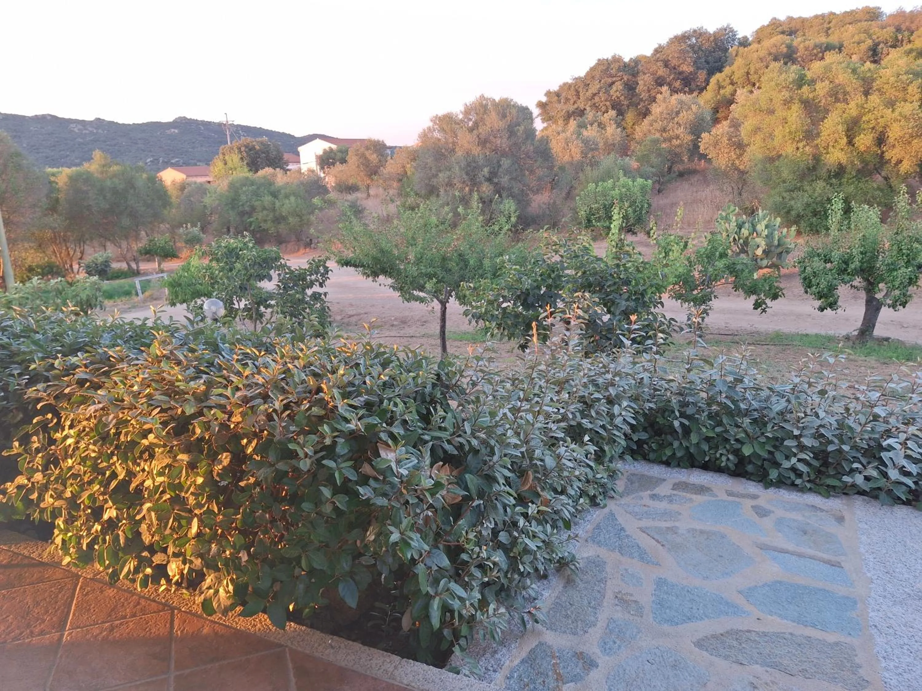 Garden view in B&B Sa Soliana