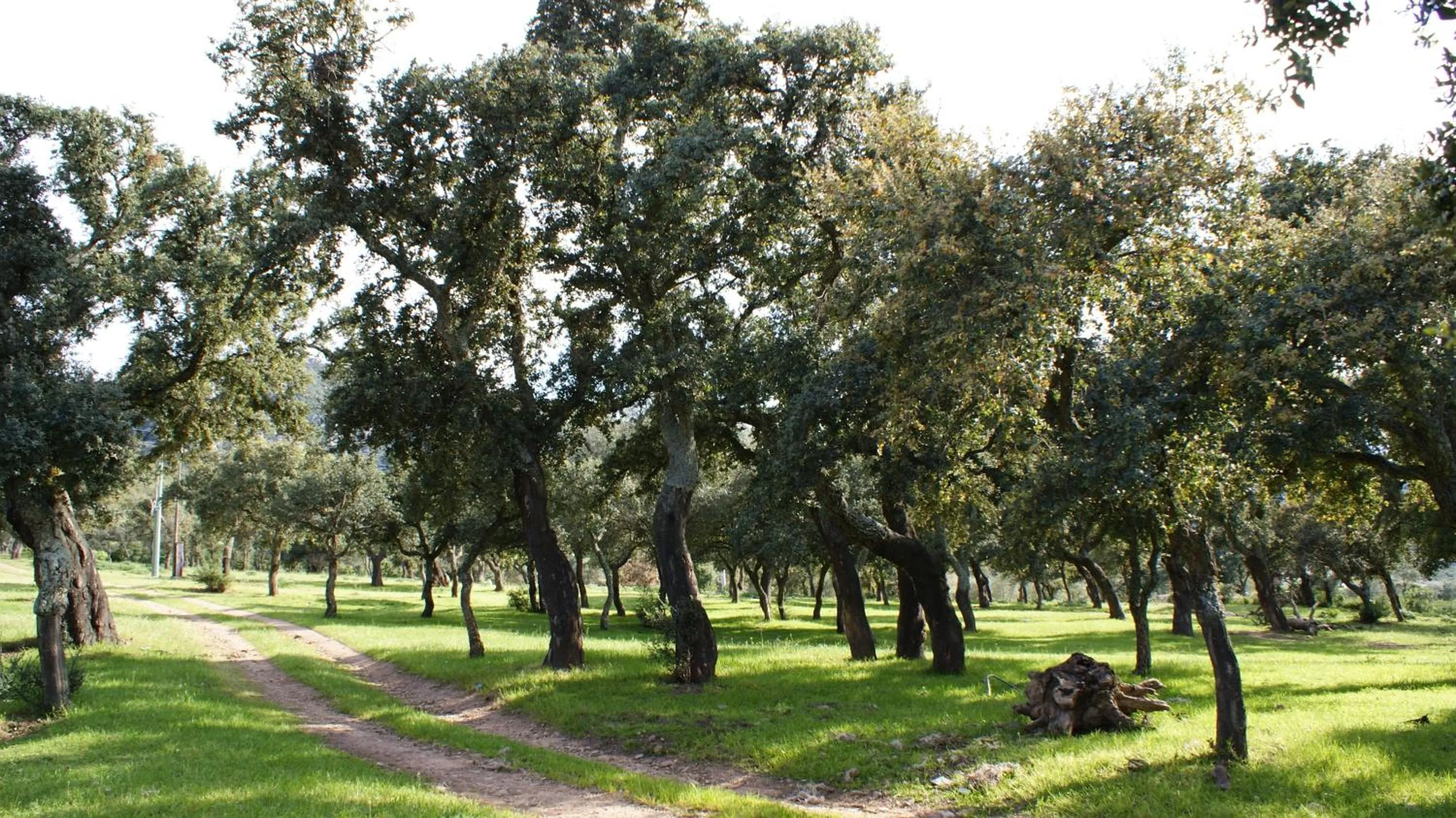 Natural landscape in B&B Sa Soliana