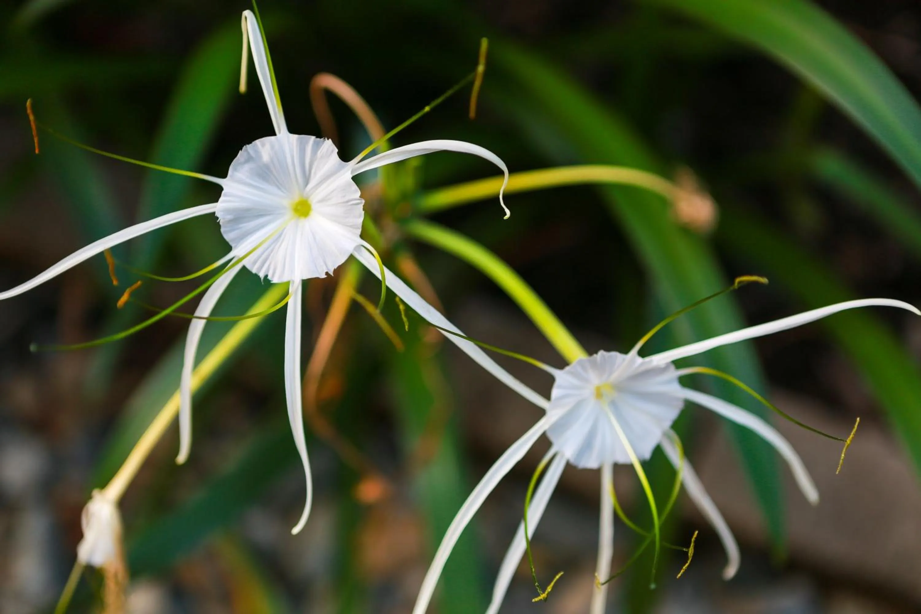 Garden in Birch Resort Port Douglas
