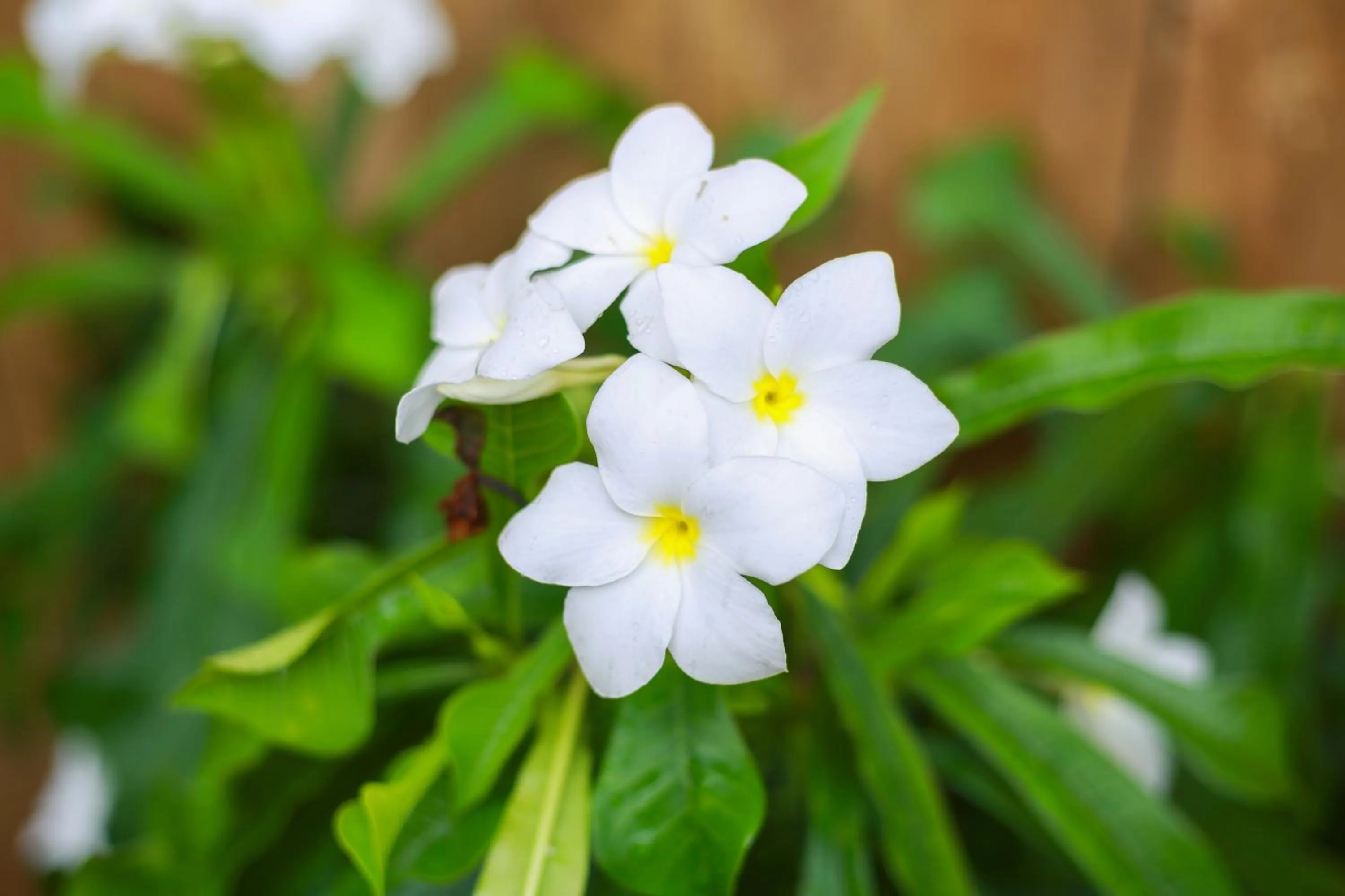 Garden in Birch Resort Port Douglas