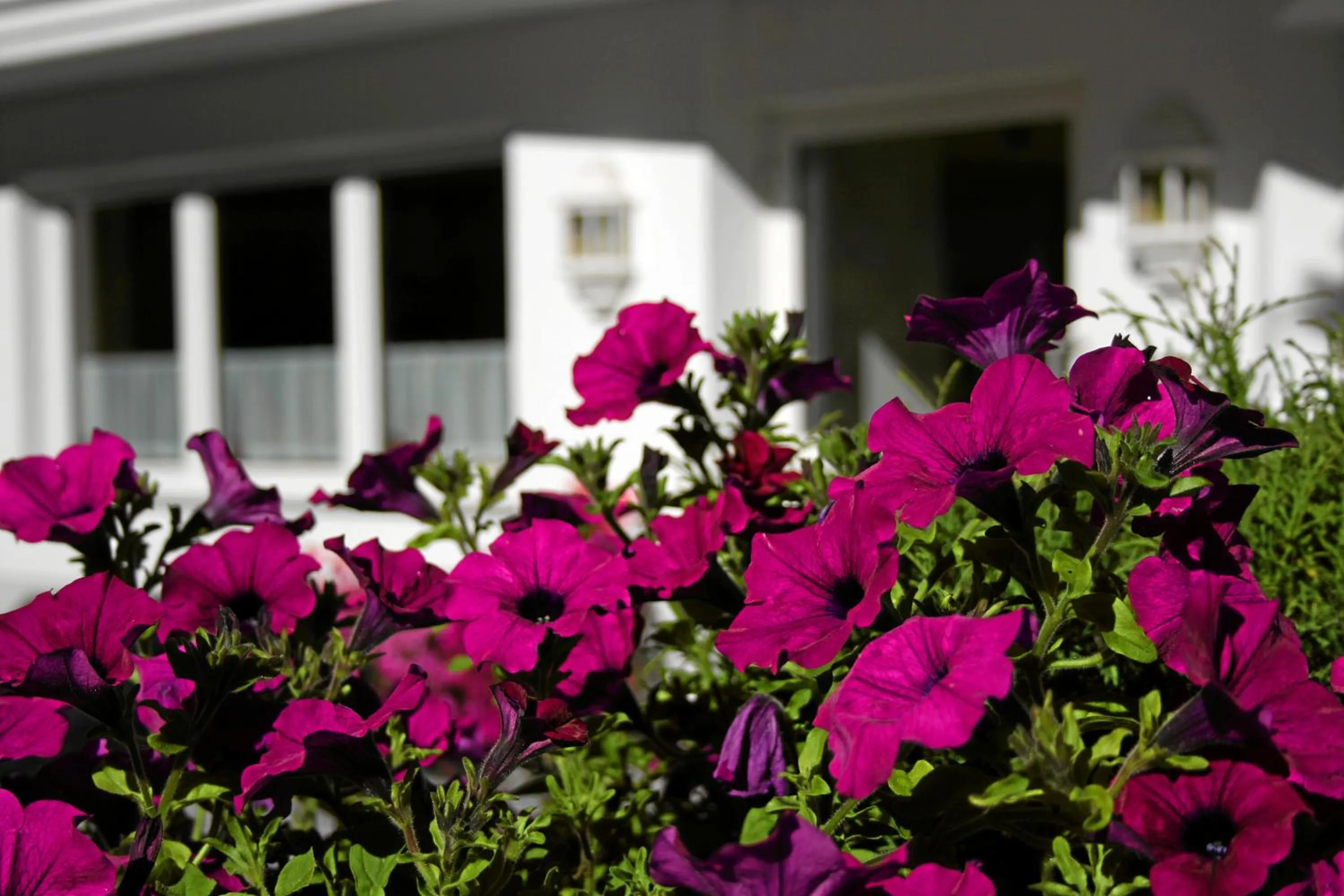 Facade/entrance in Hotel Wiese