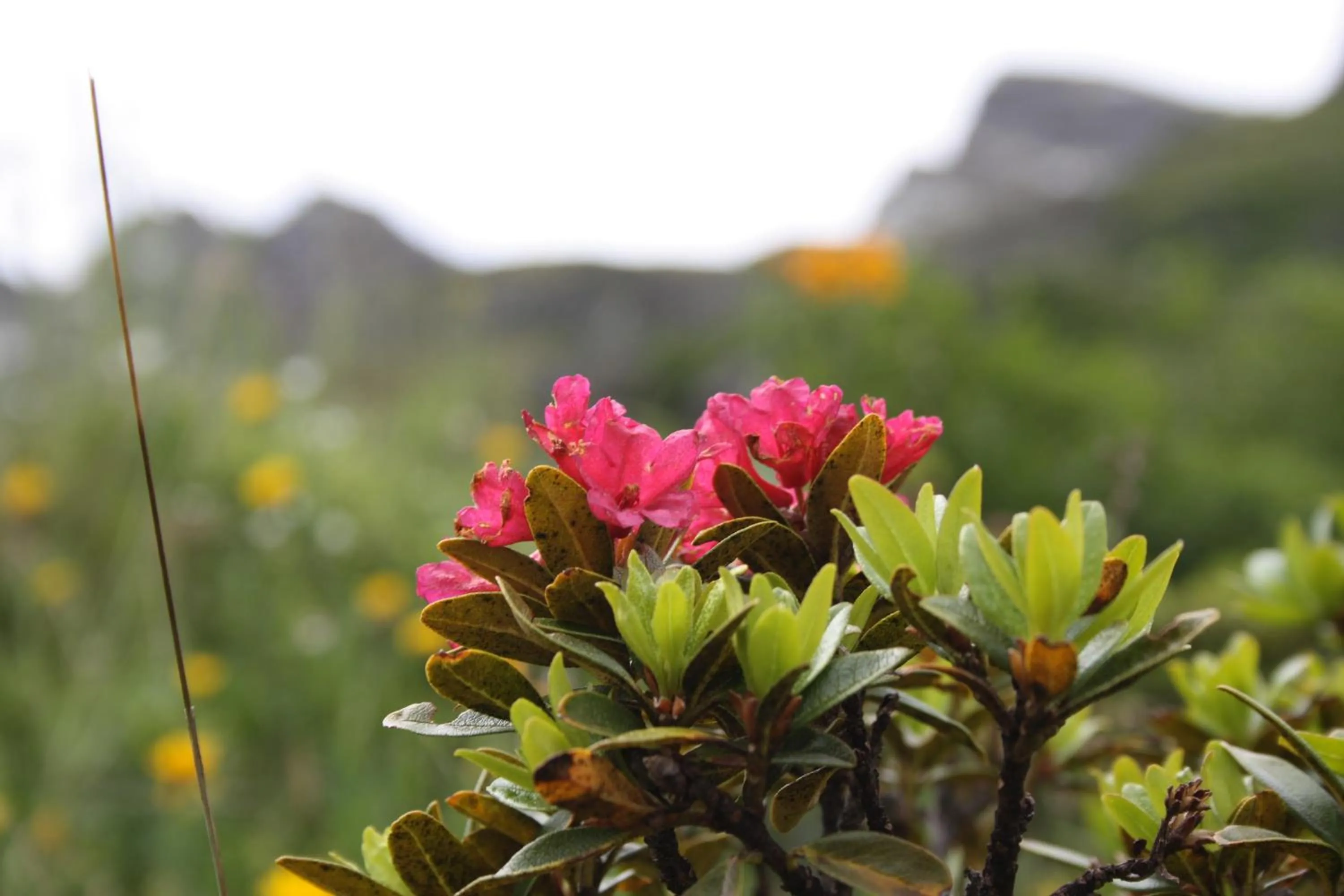 Summer in Hotel Wiese