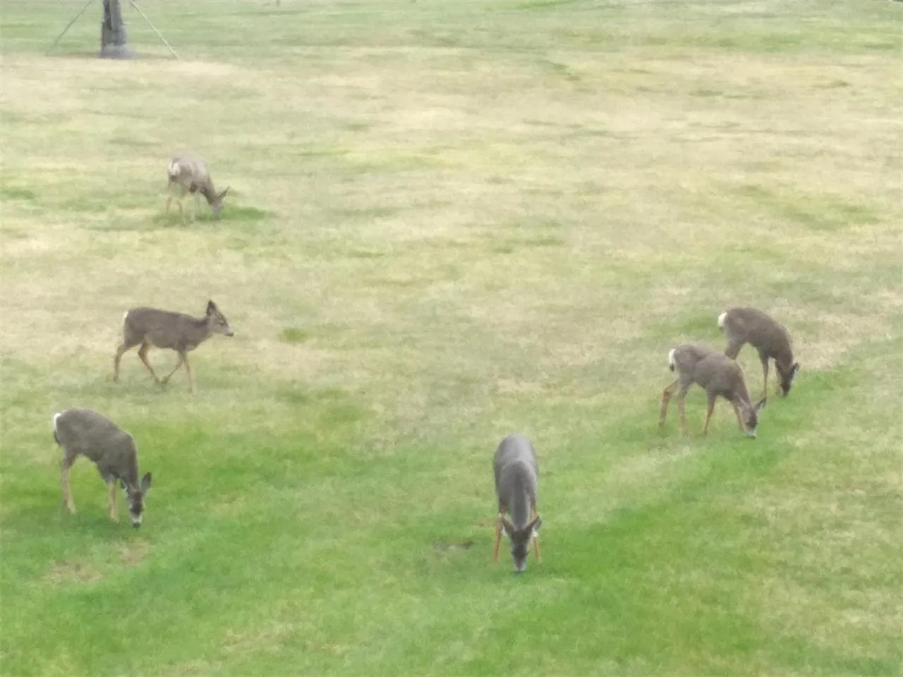 Day in Cariboo Log Guest House