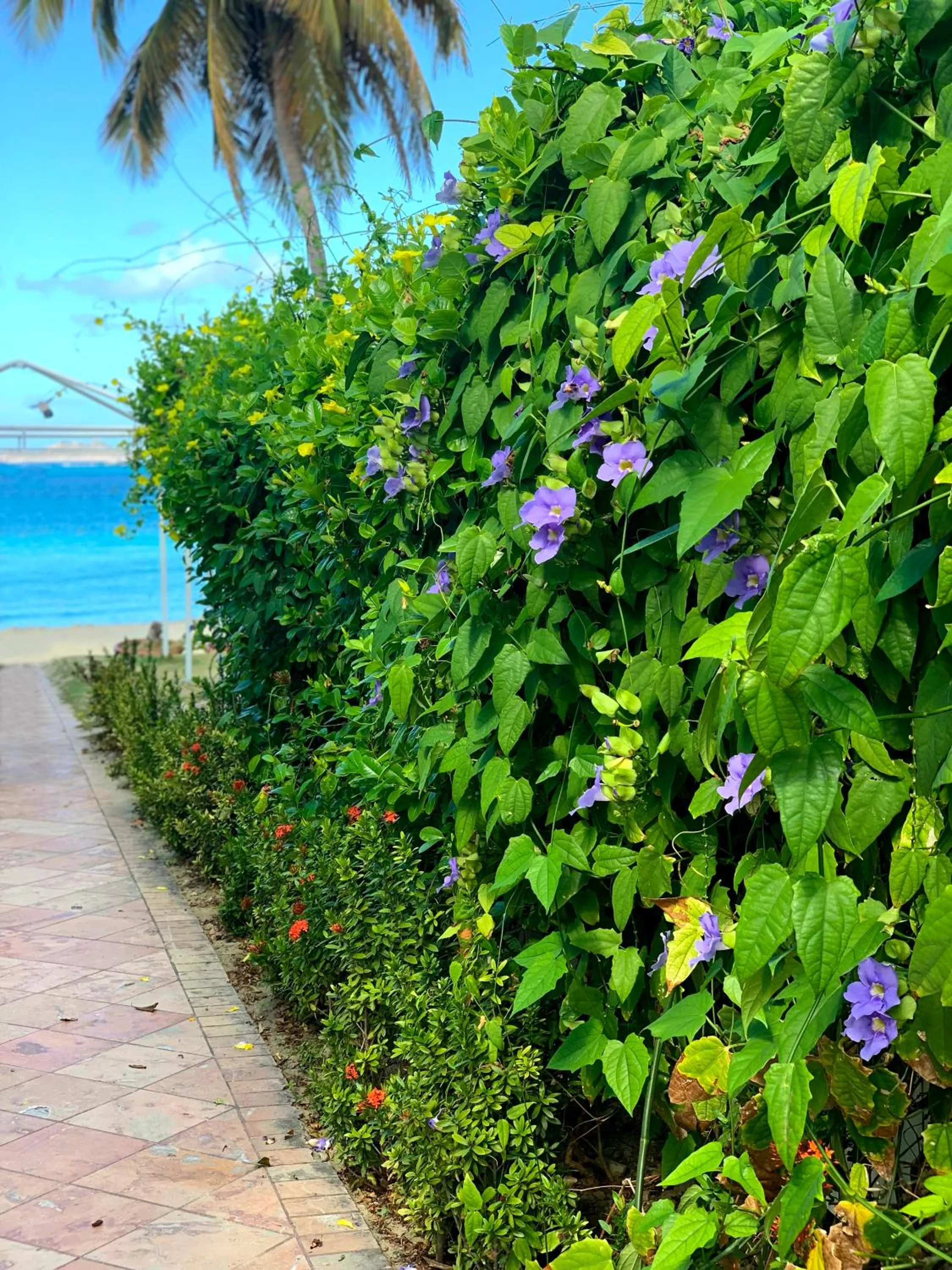 Garden in Emerald Beach Resort