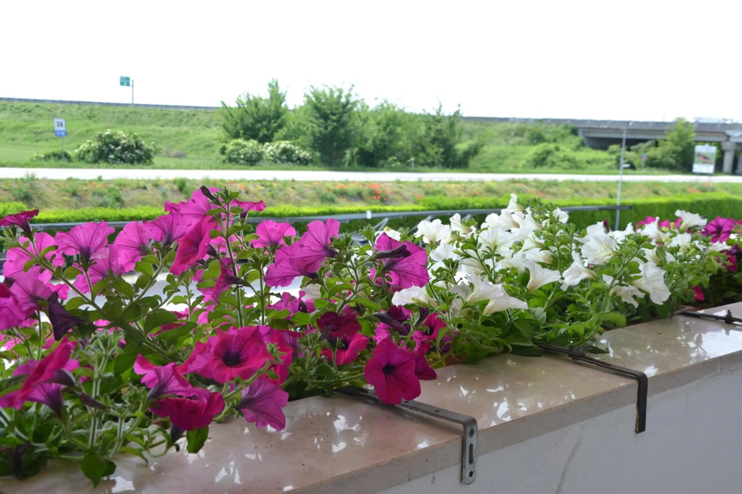 Balcony/Terrace in Hotel Petrarca