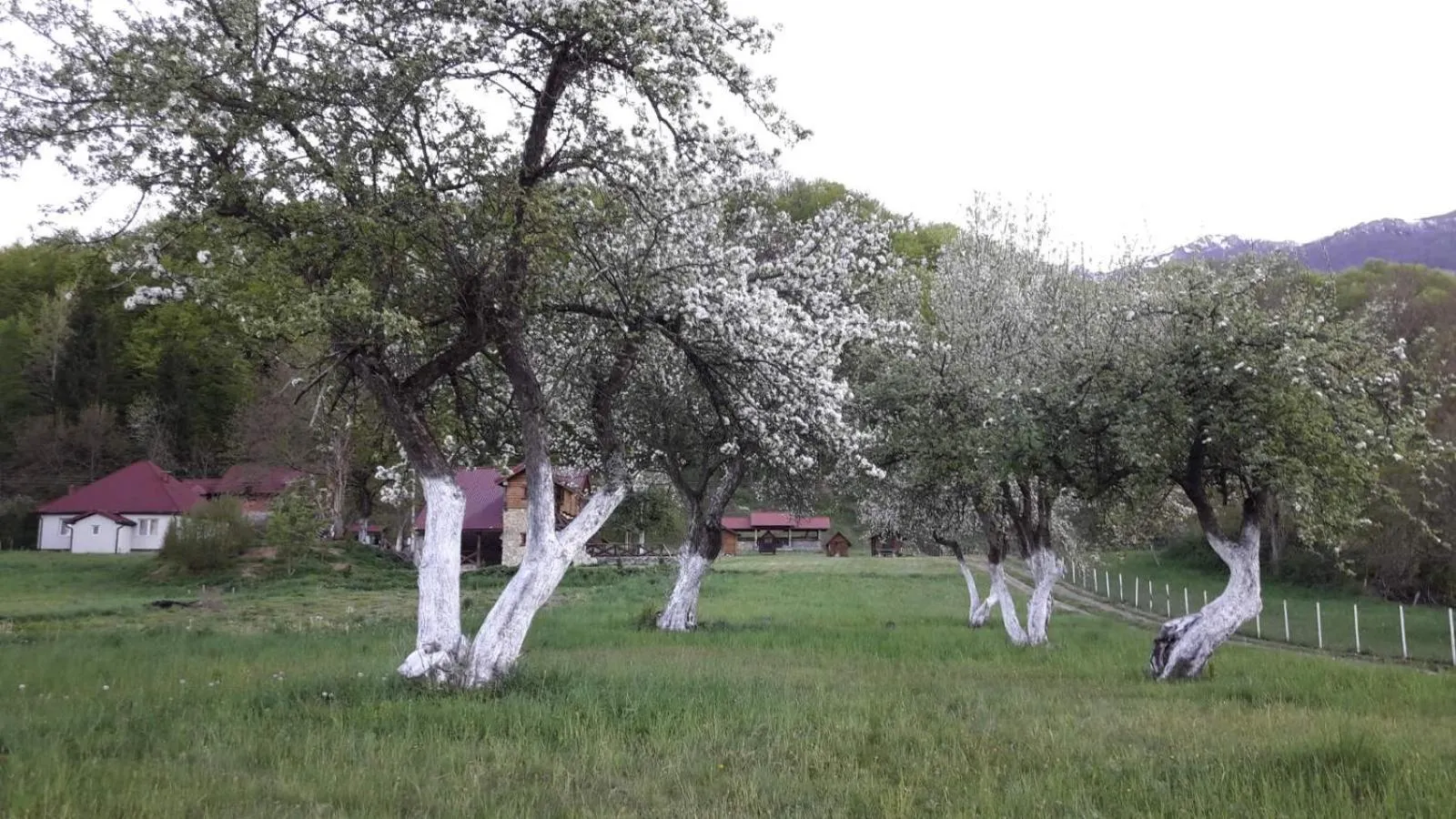 Camp &Apartmens Scepanovic