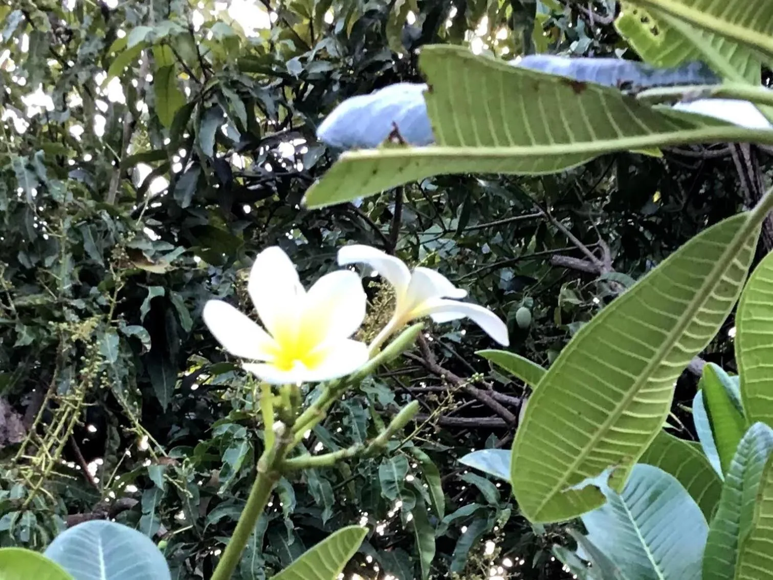 Garden in Guesthouse The 4 Fish