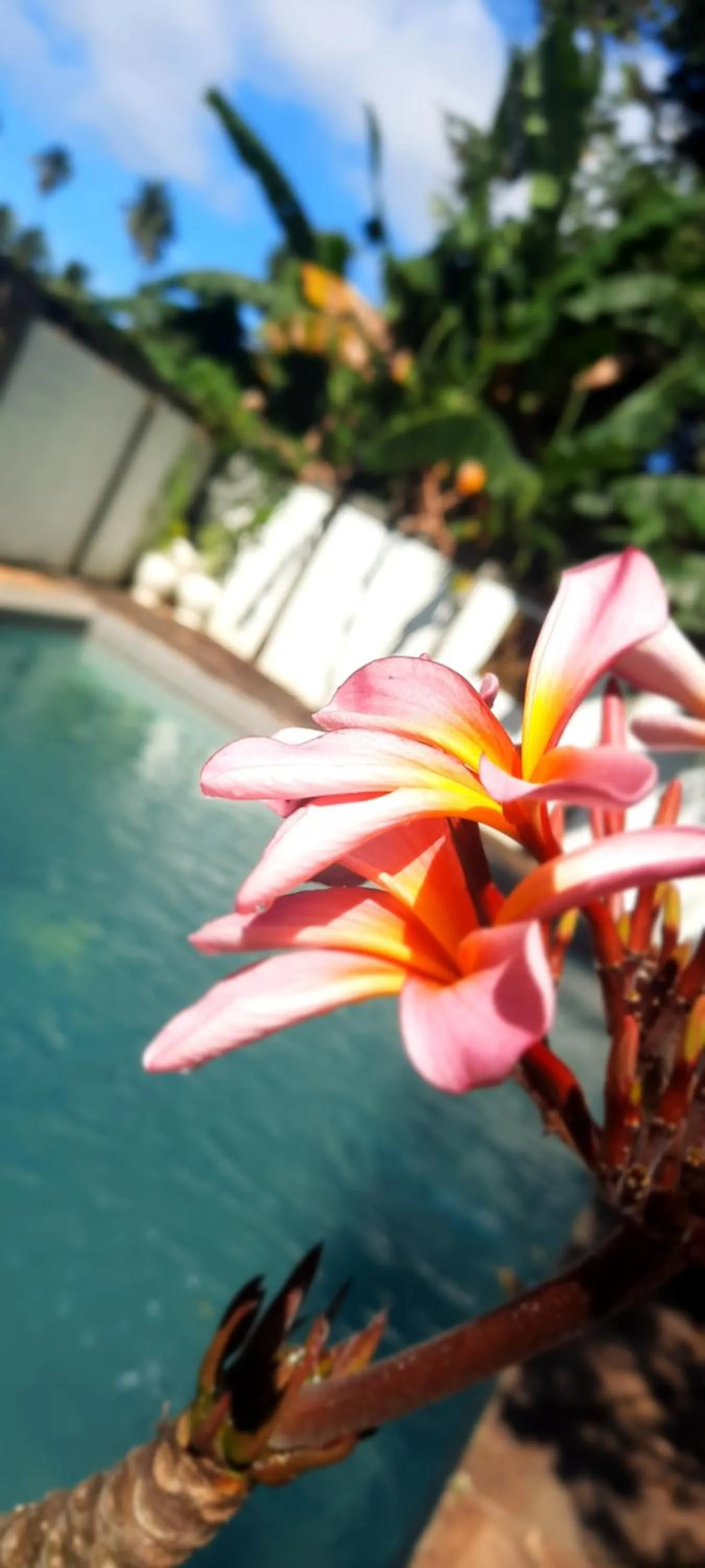 Swimming pool in Guesthouse The 4 Fish