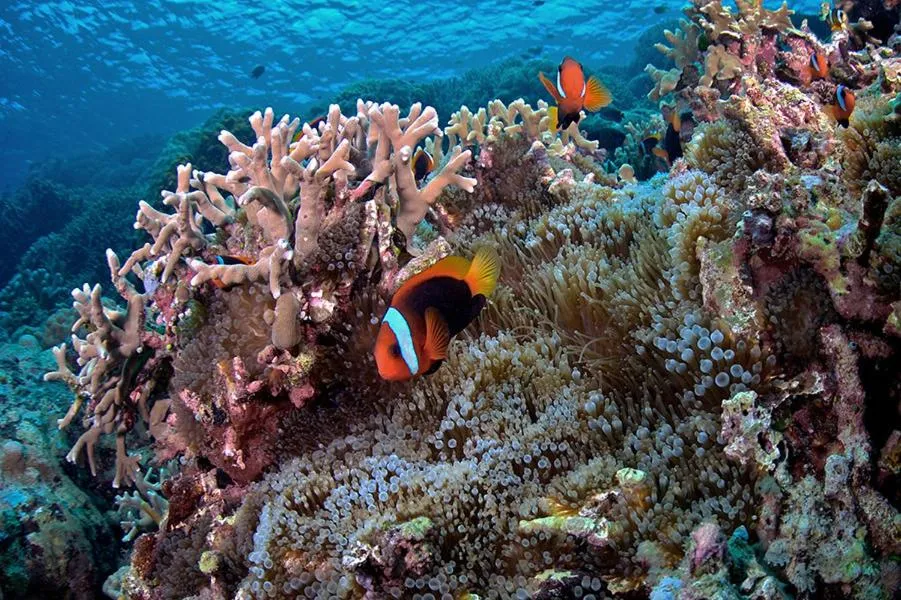 Diving in Guesthouse The 4 Fish