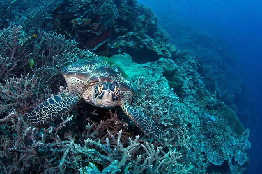 Diving in Guesthouse The 4 Fish