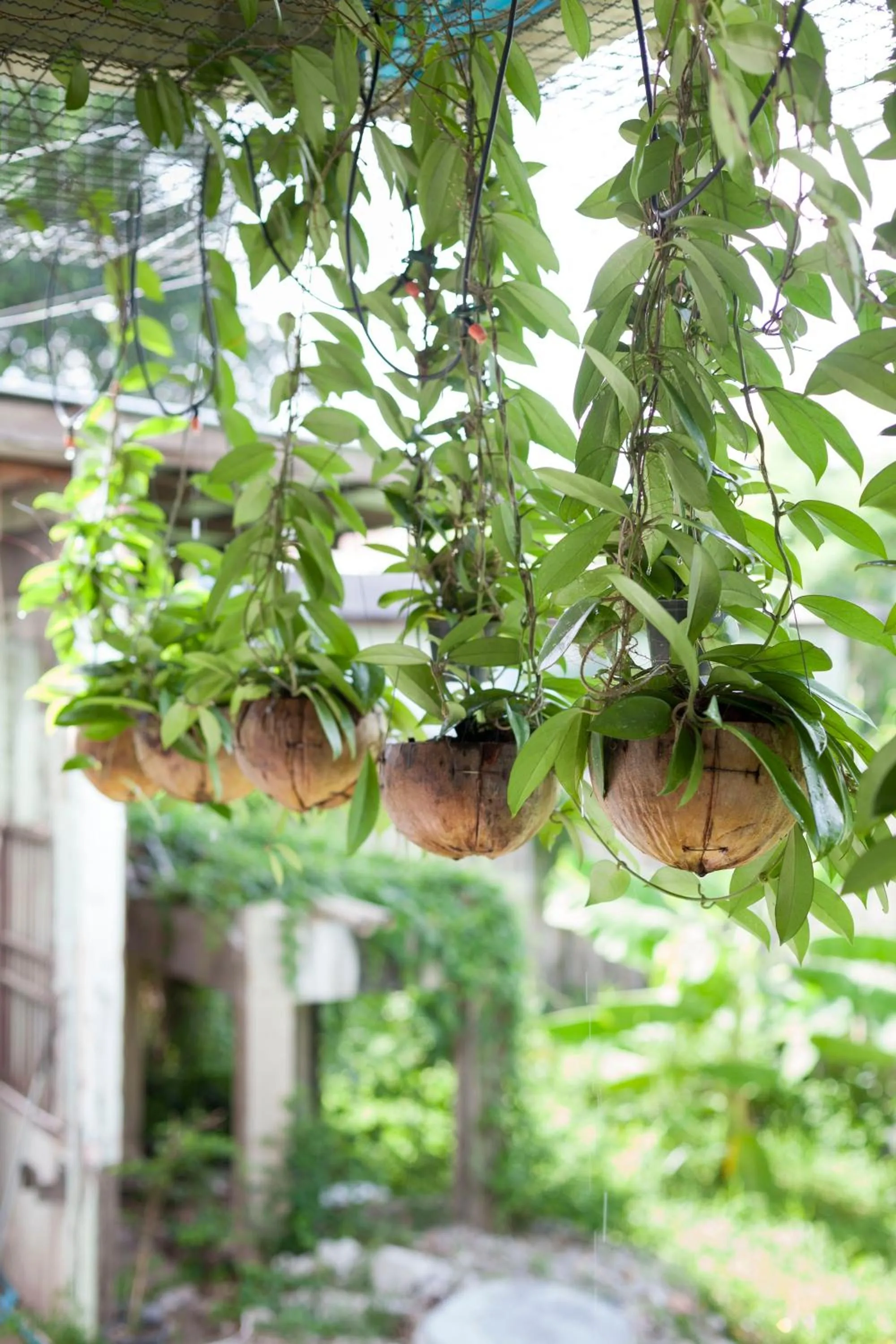 Garden view in Krodyle Mindfulness House