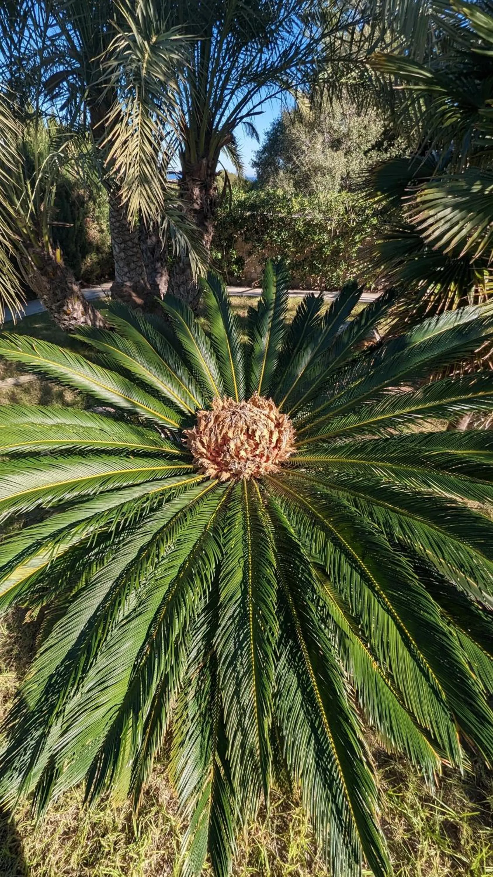 El Collado