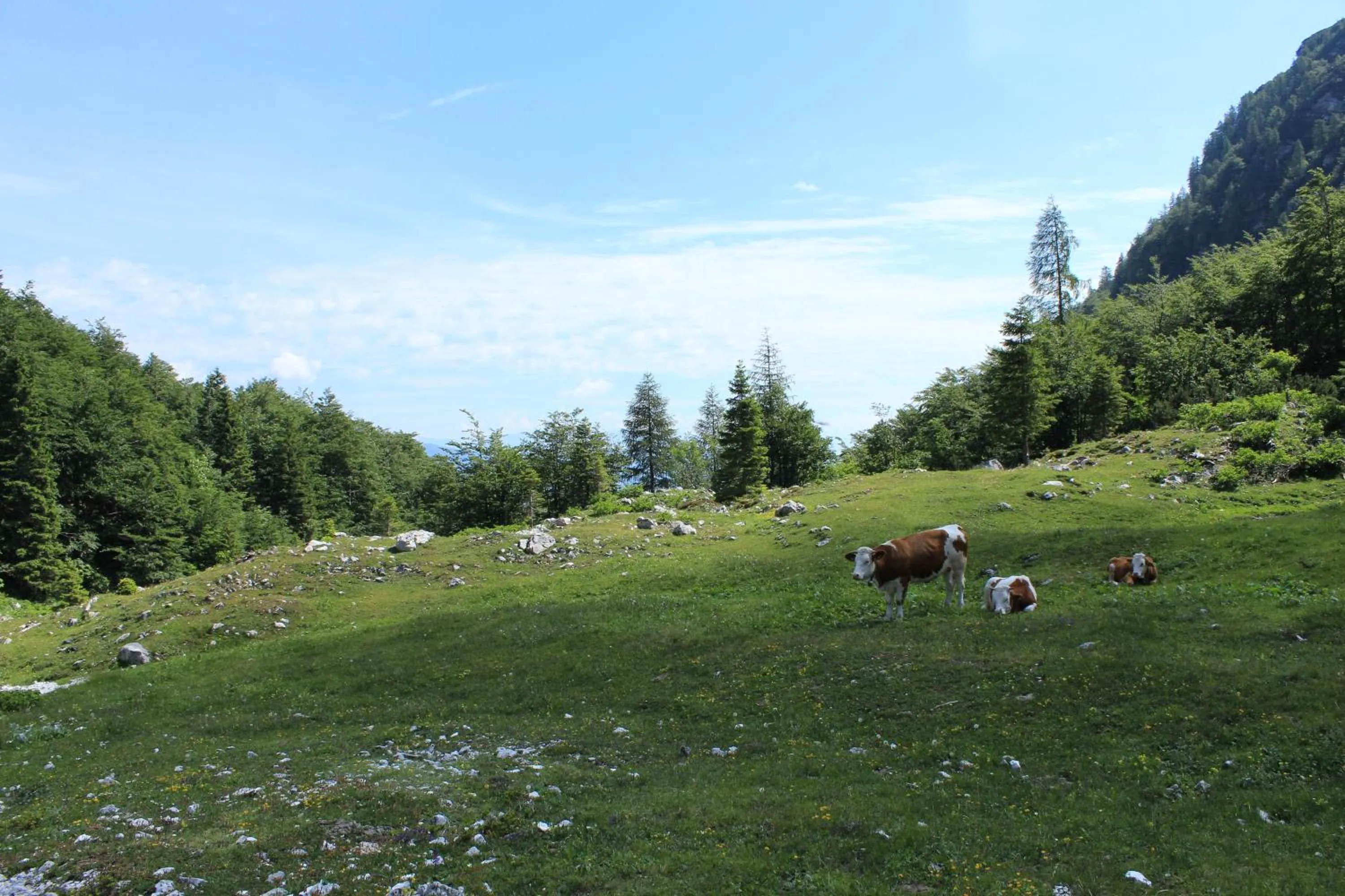 Animals in Apartments & Hostel Bohinj