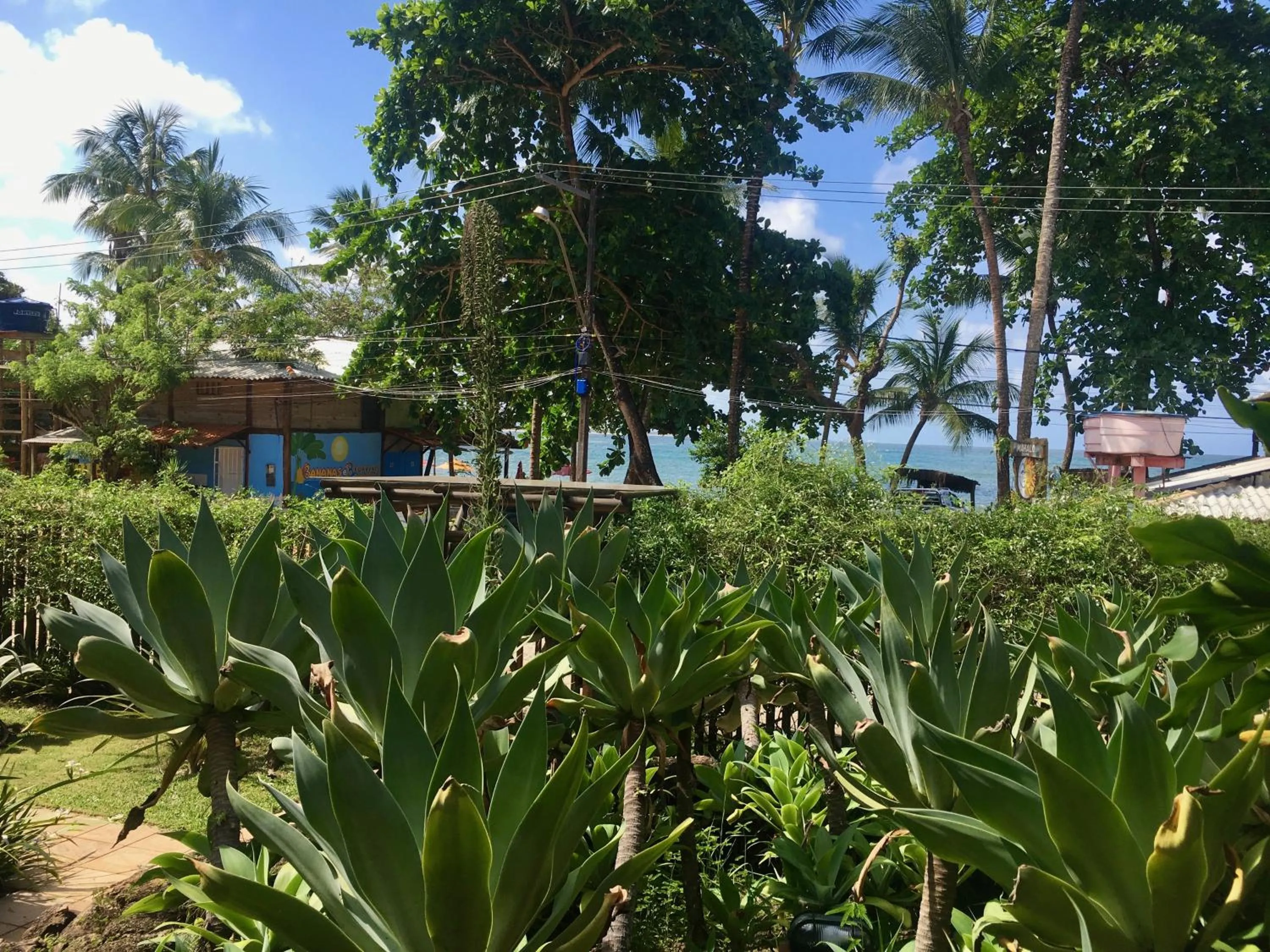 Garden in Concha Tropical Flat