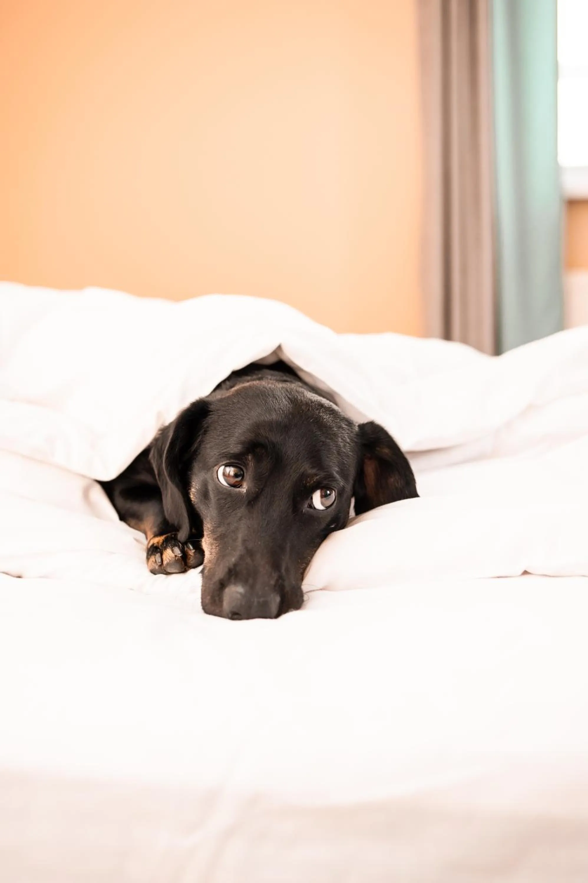 Animals, Bed in Coin Hotel