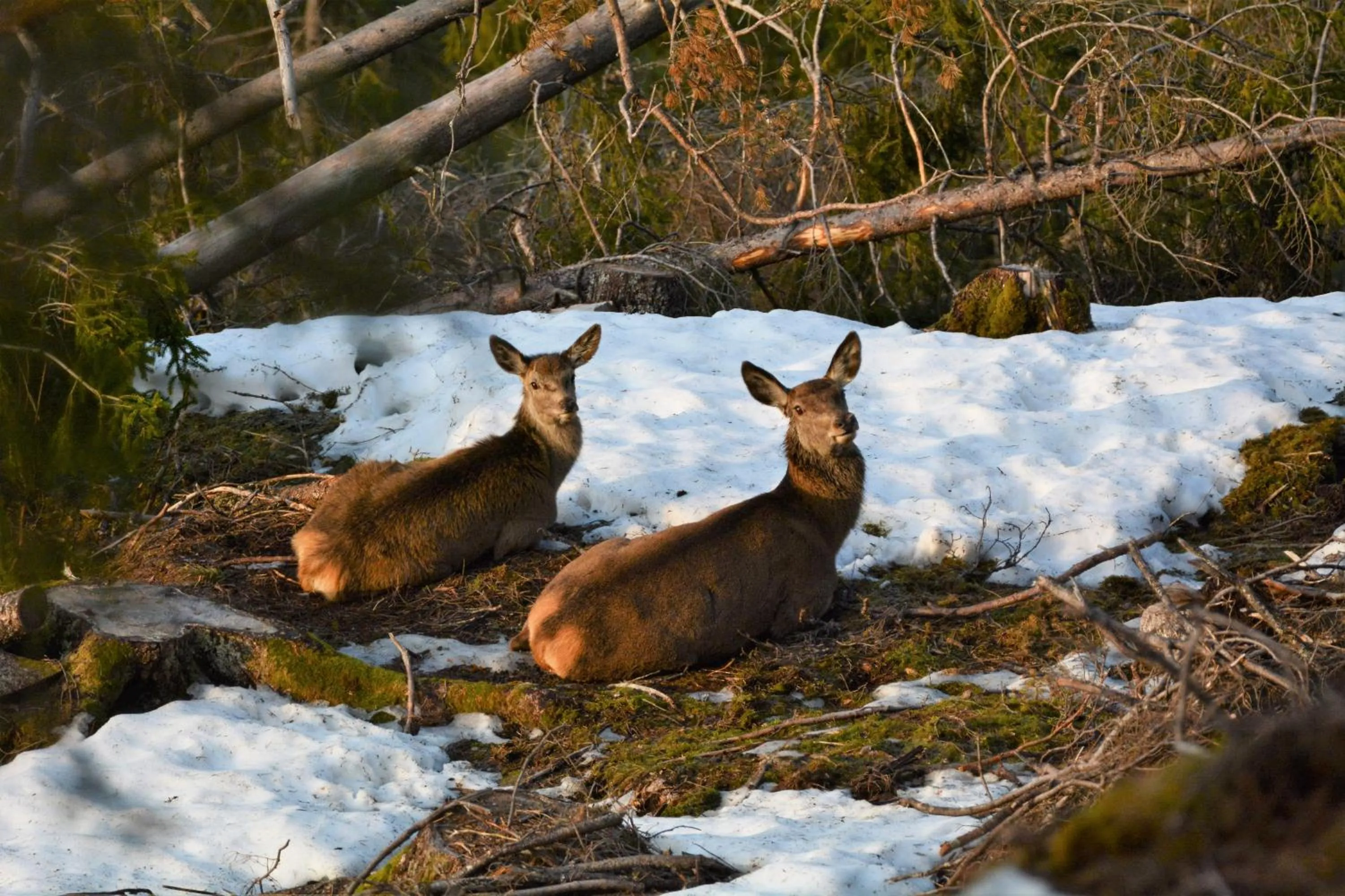 Animals in Voss Lodge Rongastovo