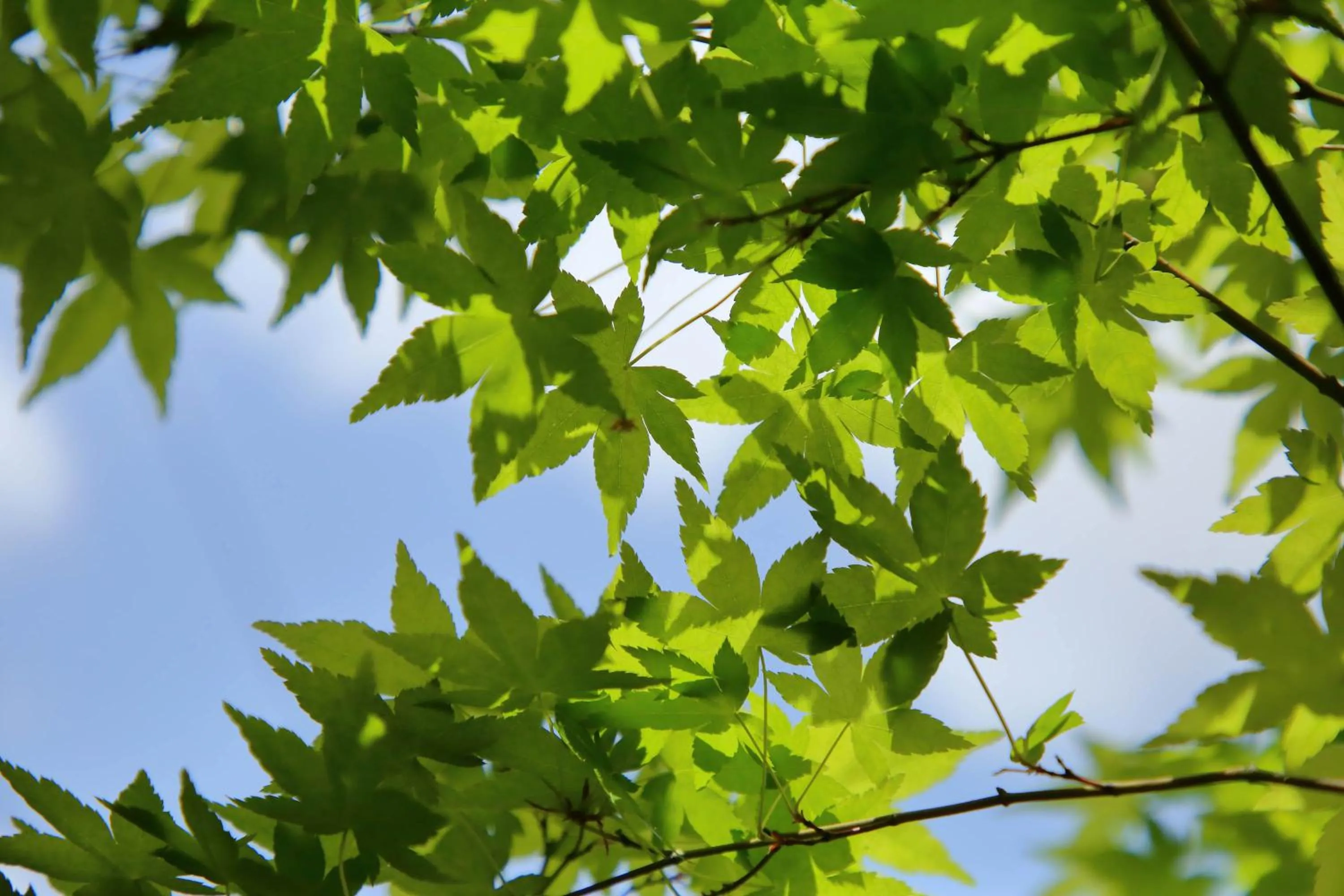 Kyo Machiya Ryokan Yuan