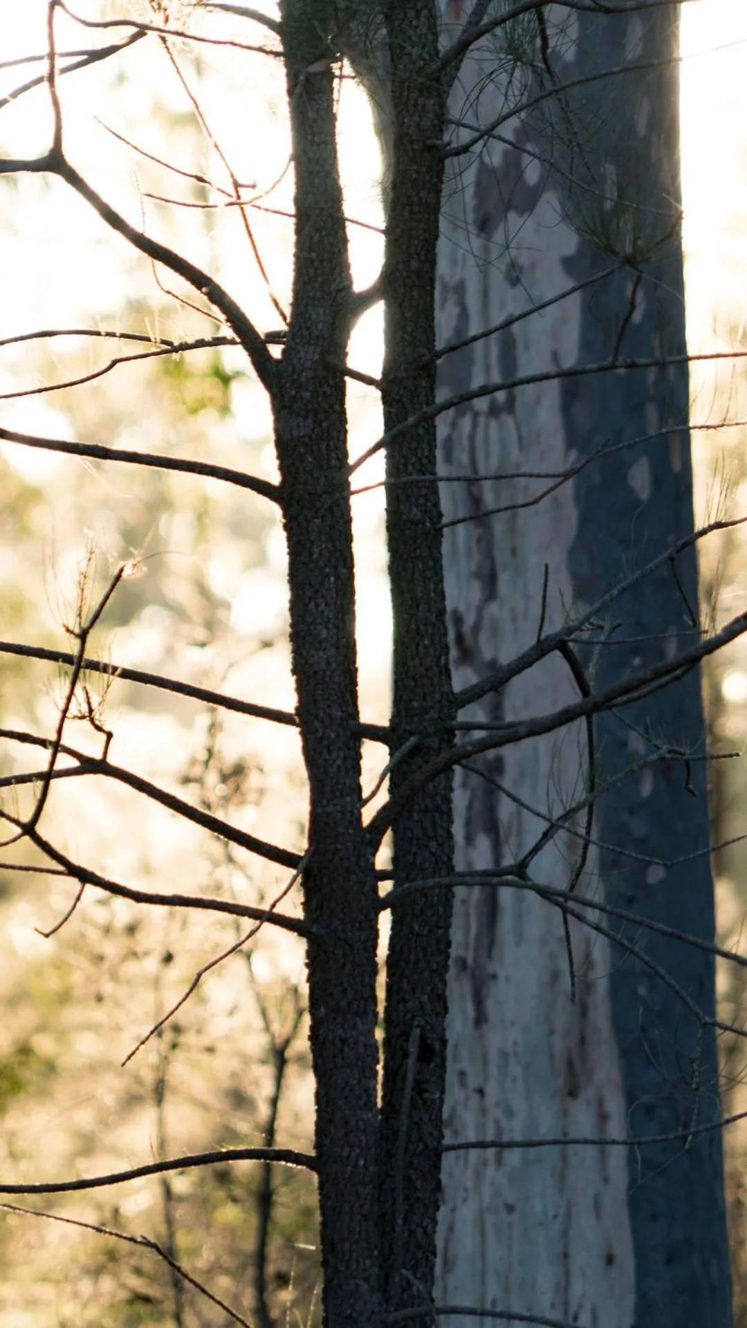 Thistle Hill Guesthouse - walk to many wineries and restaurants