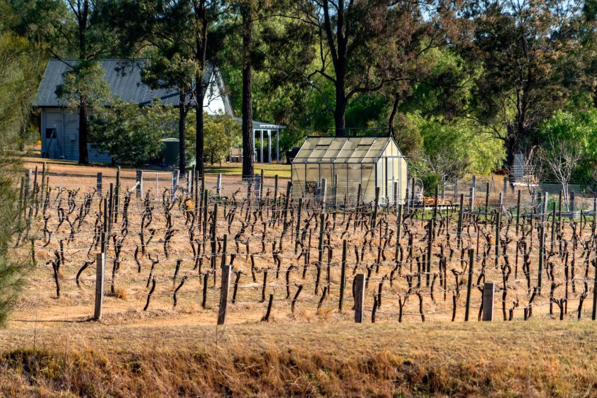 Thistle Hill Guesthouse - walk to many wineries and restaurants