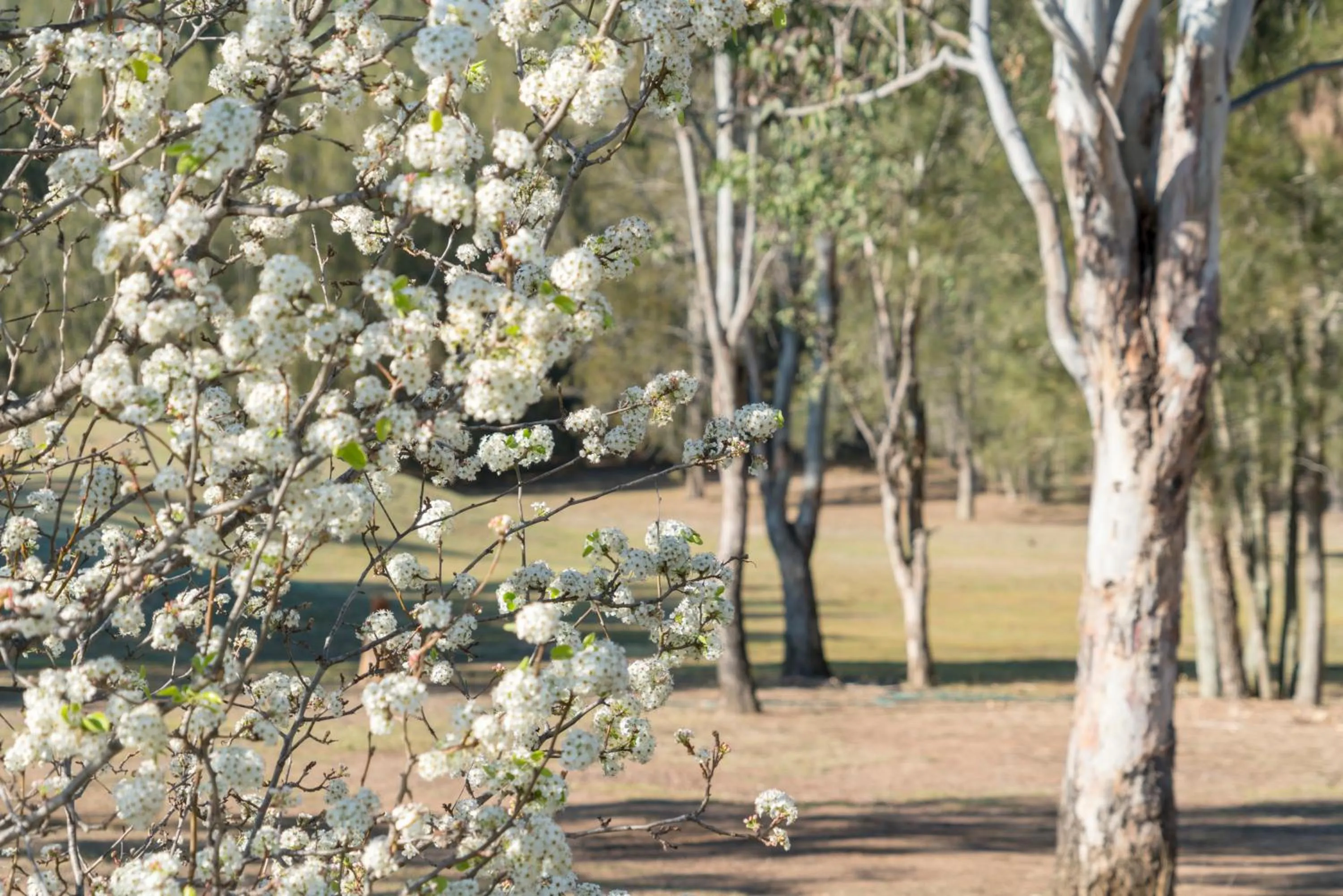 Thistle Hill Guesthouse - walk to many wineries and restaurants