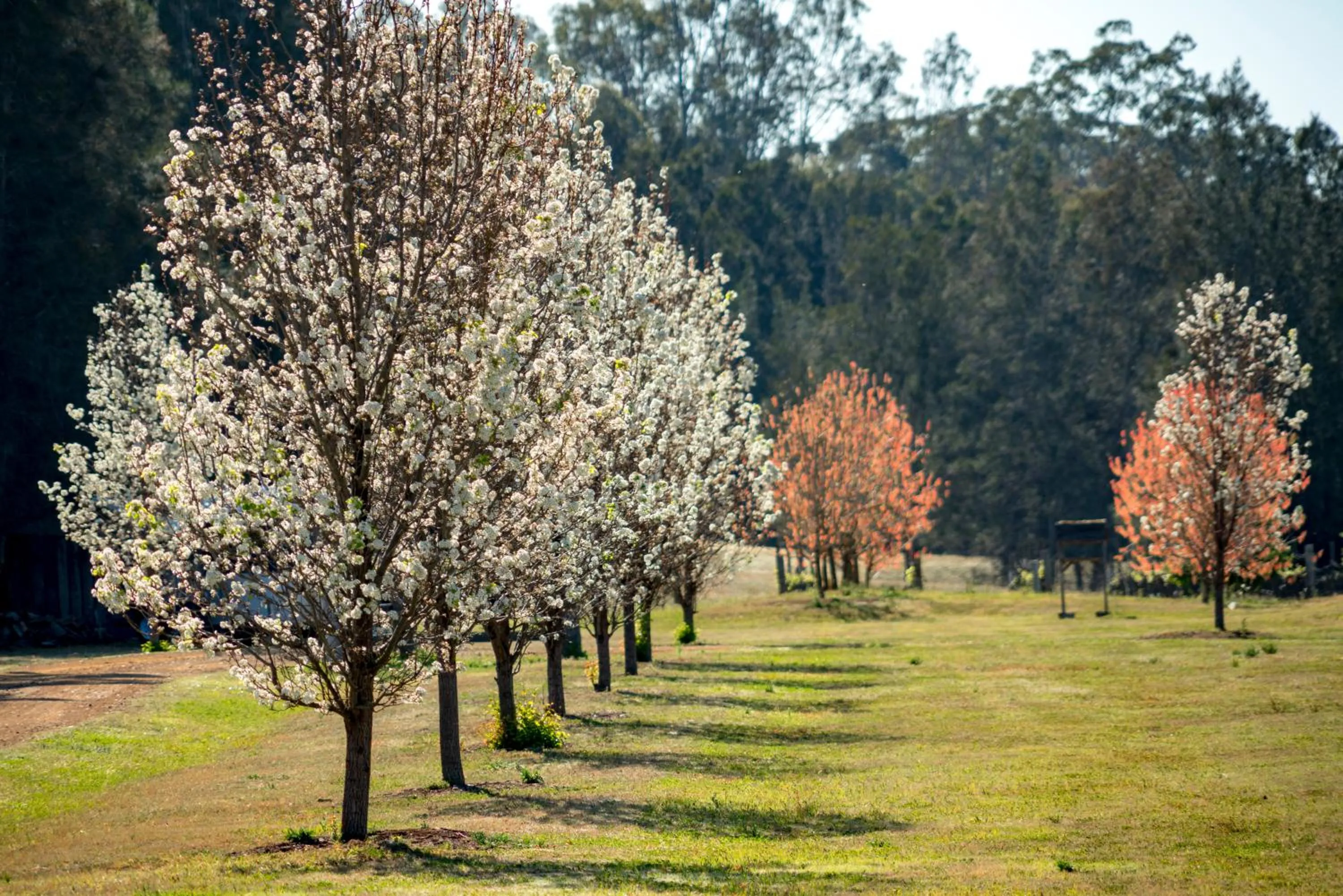Thistle Hill Guesthouse - walk to many wineries and restaurants