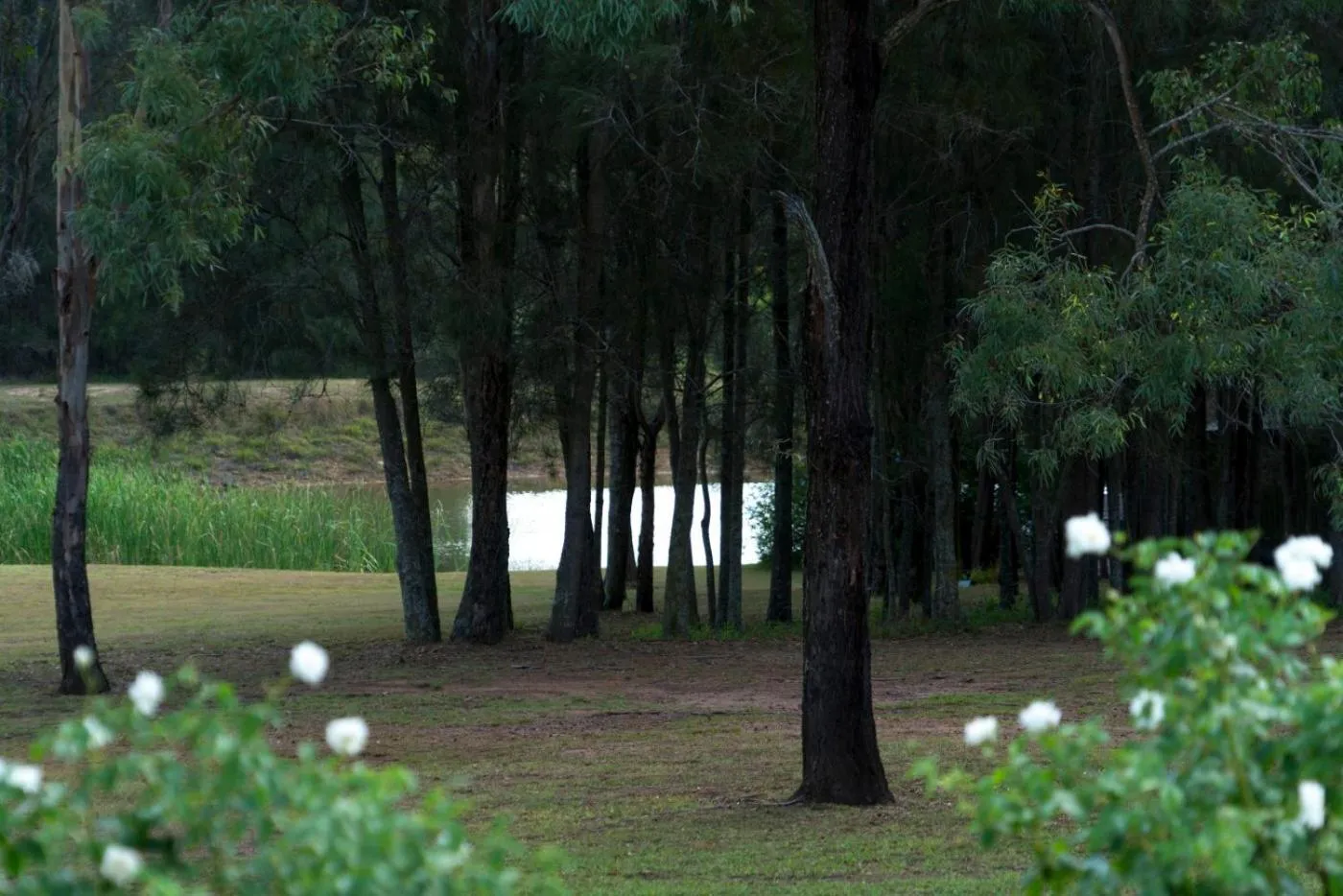 Thistle Hill Guesthouse - walk to many wineries and restaurants