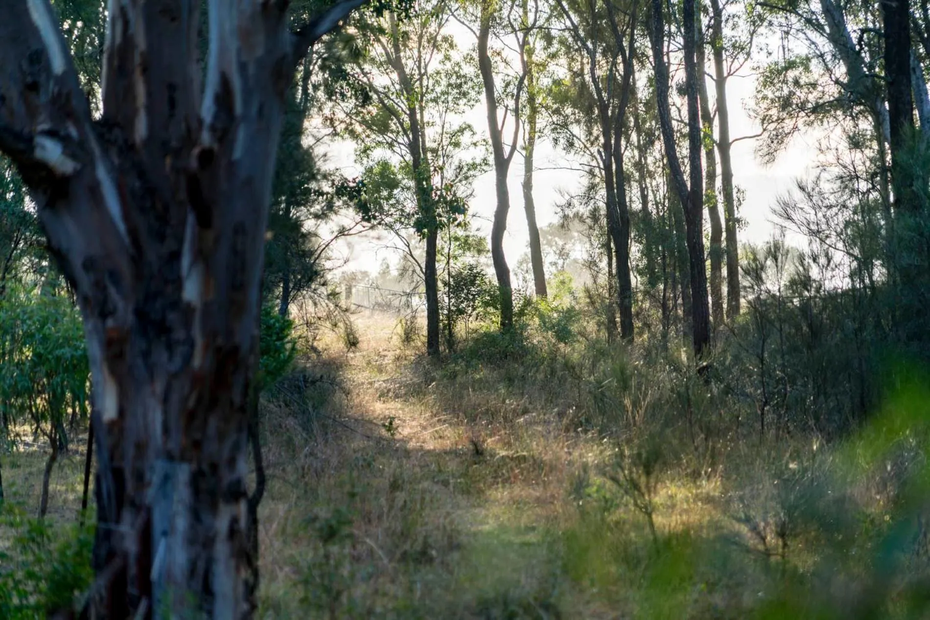 Thistle Hill Guesthouse - walk to many wineries and restaurants